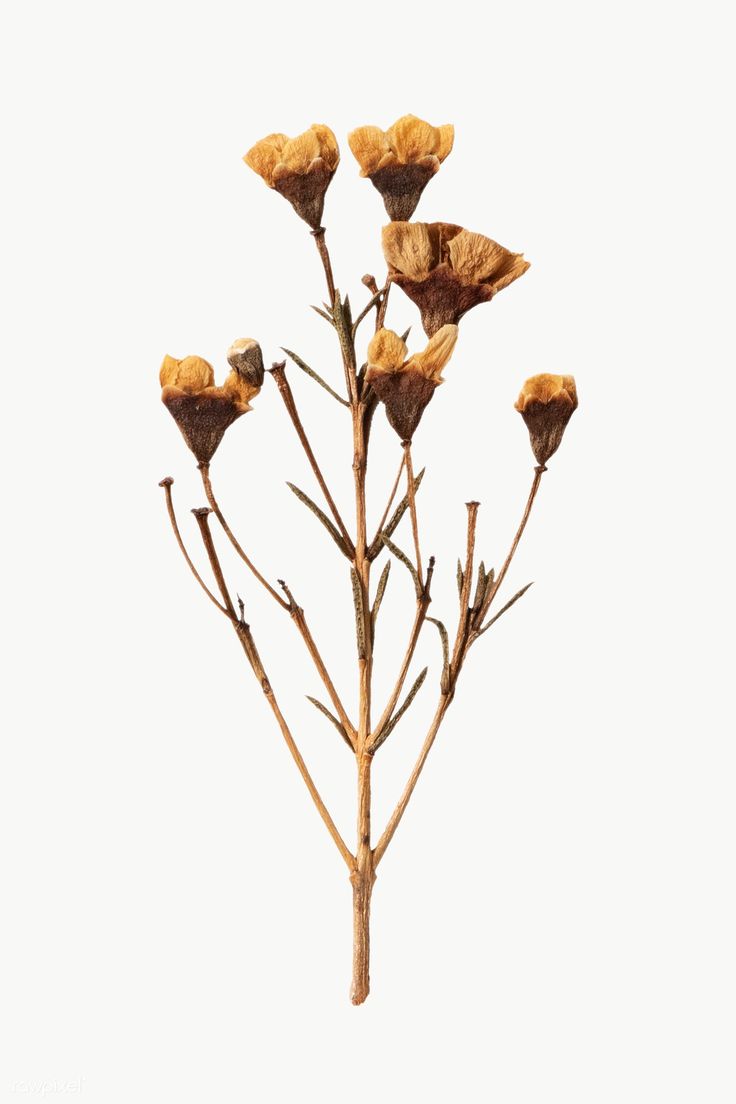 Dried wax flower design element. free image / Teddy Rawpixel. Aesthetic stickers, Dried flowers, Flowers
