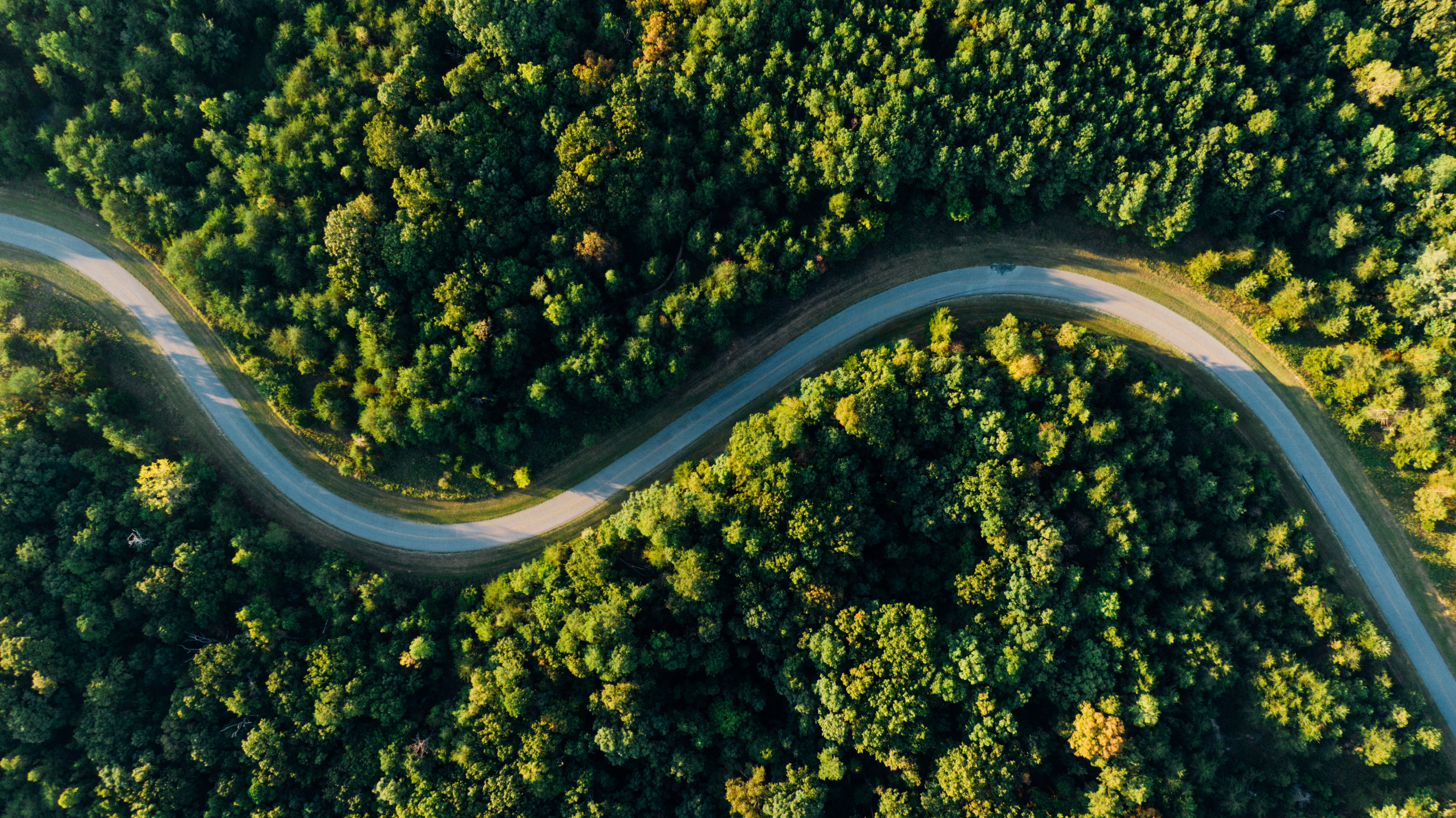 Forest Road Photo, Download The BEST Free Forest Road & HD Image