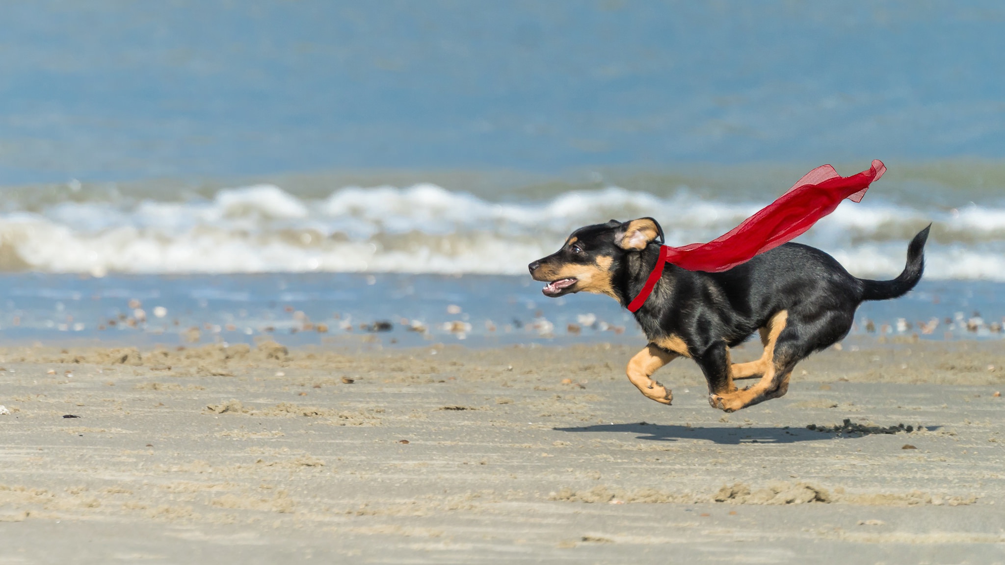 Superdog