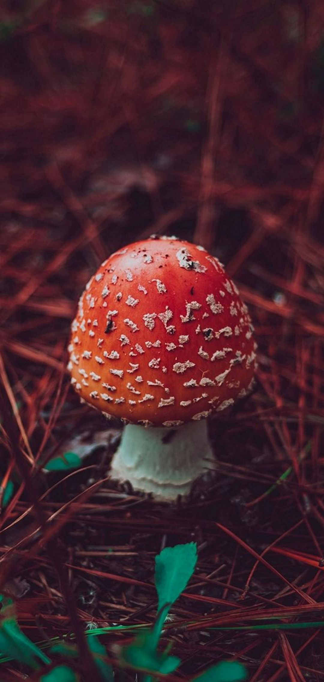 Red Mushroom Nature - [1080x2270]