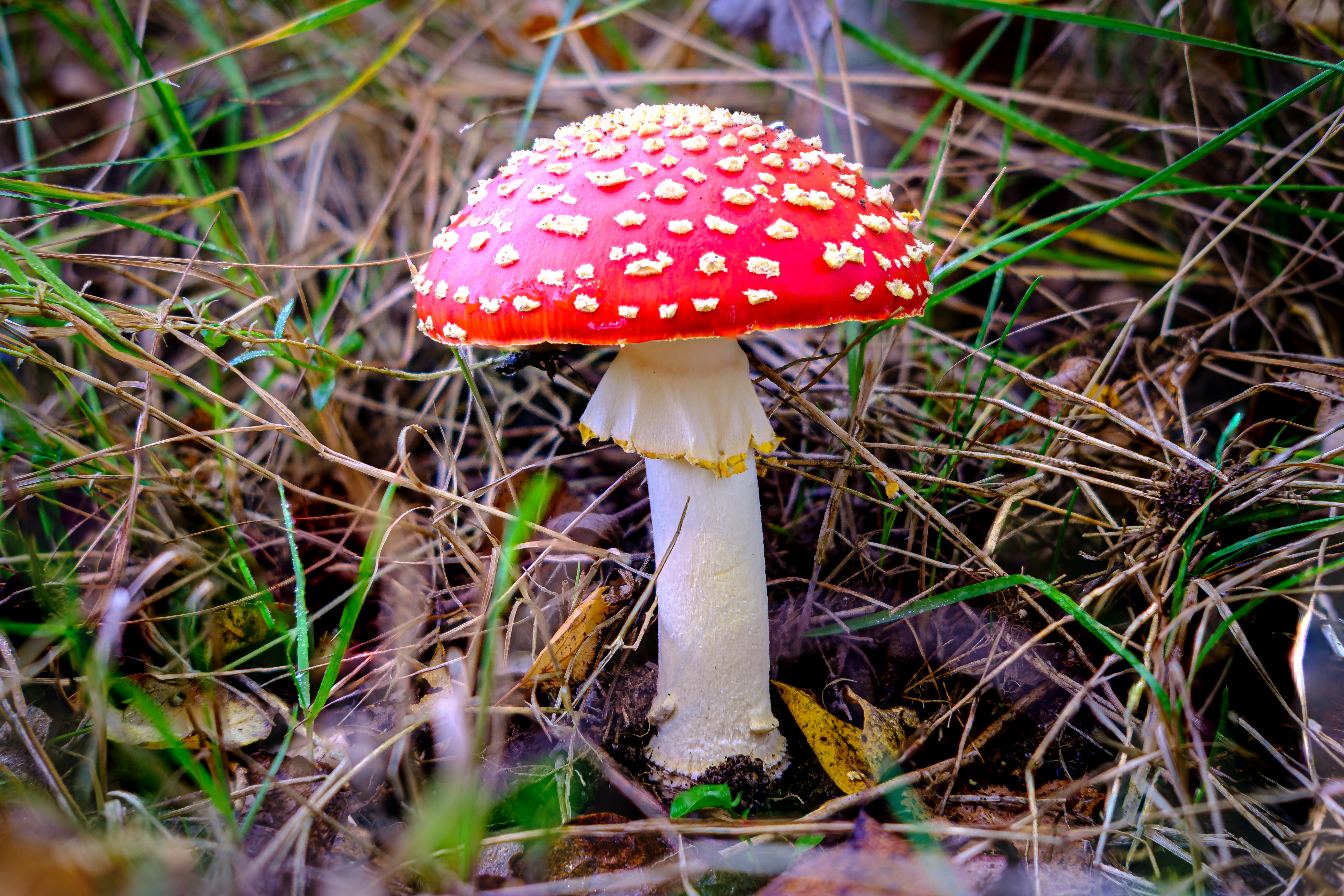 Red Mushroom in Close Up Photography · Free