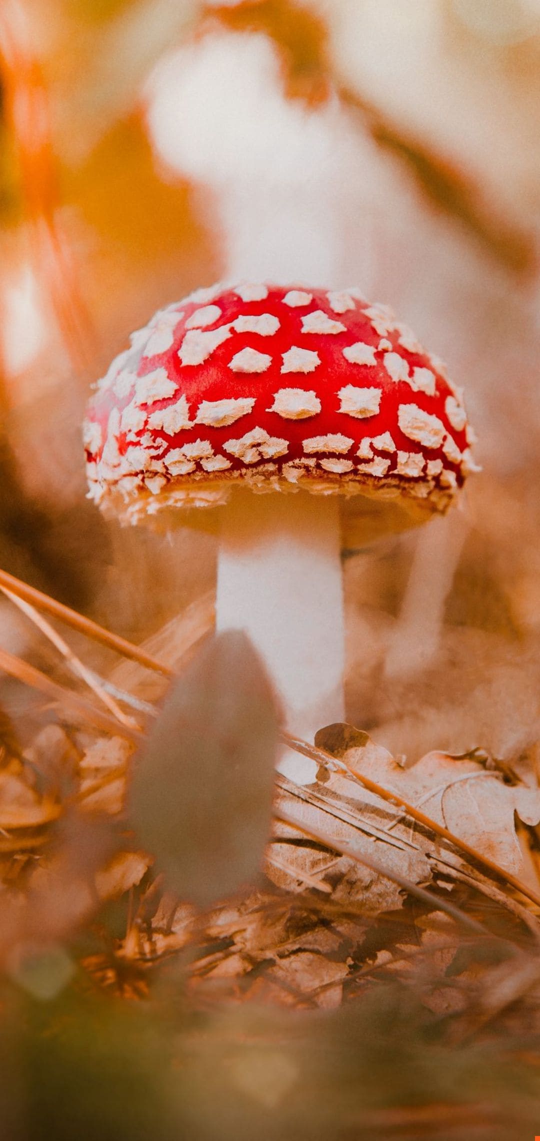 Mushroom Wallpaper Best Mushroom Background Download [ 35 + HD ]