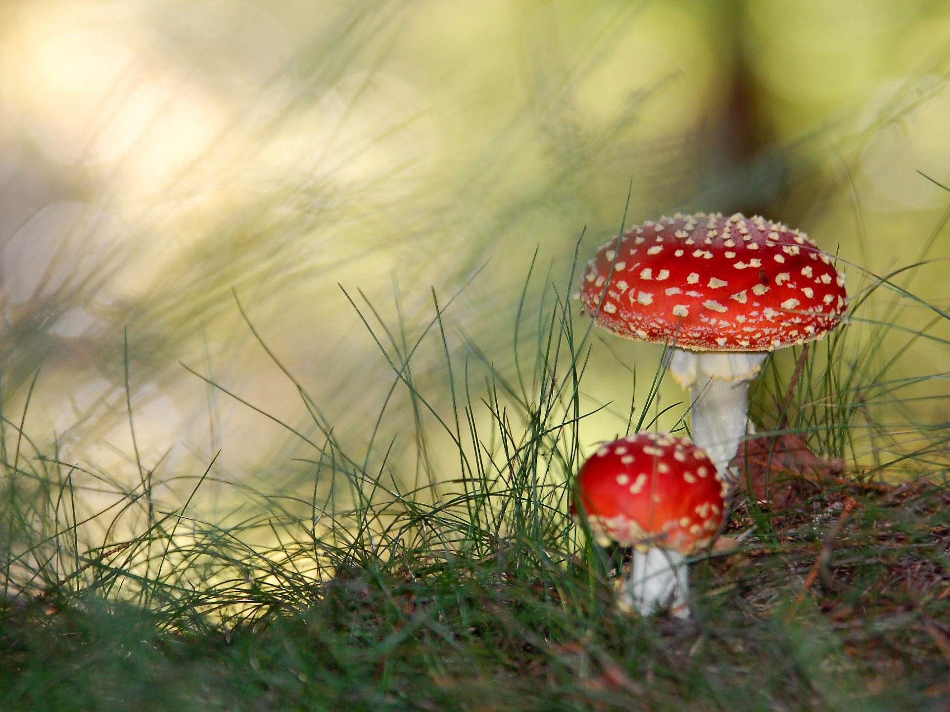 Mushroom HD Wallpaper and Background
