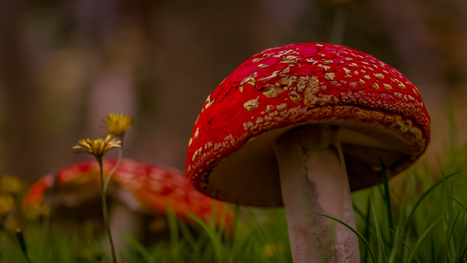 Red Mushroom Wallpapers - Wallpaper Cave