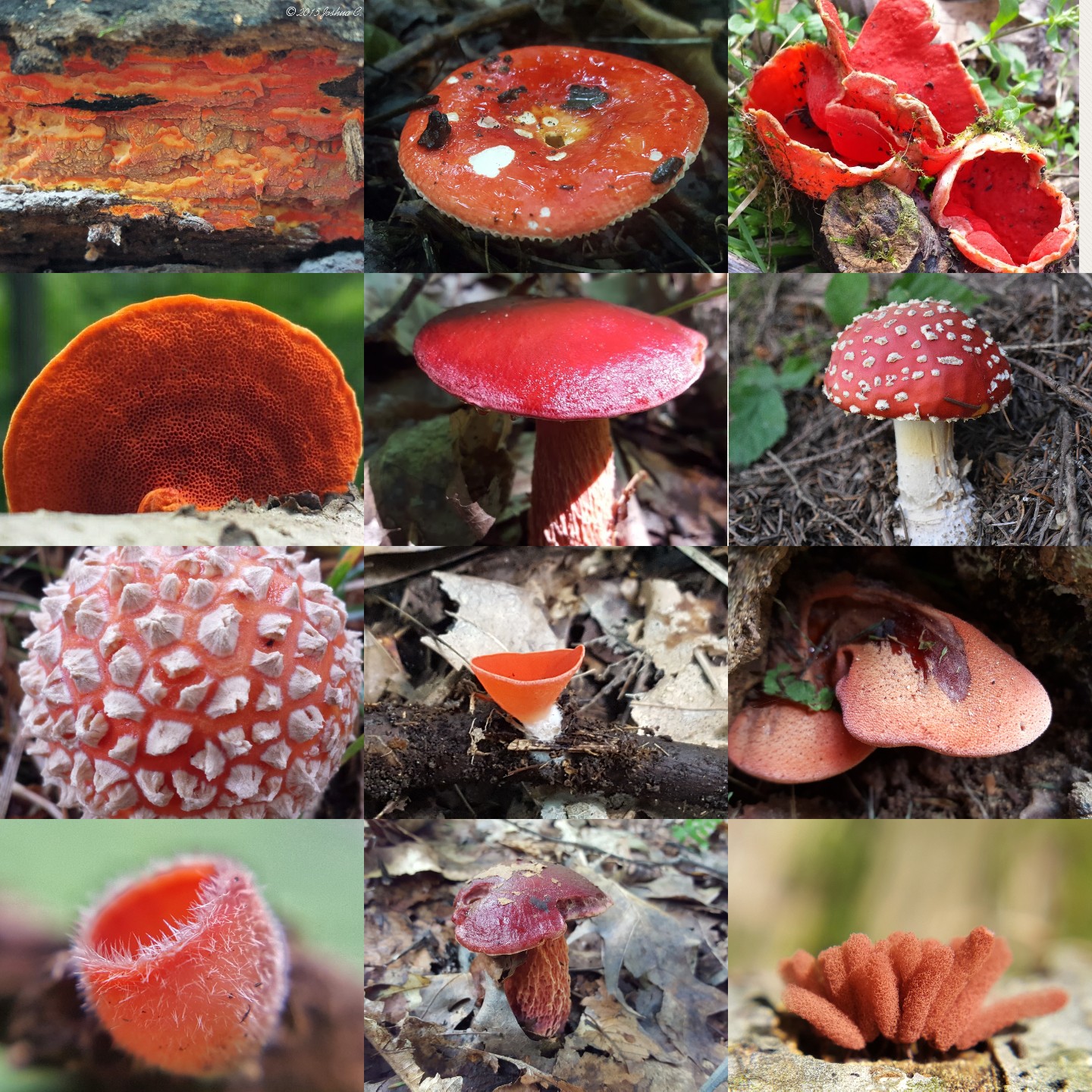 Разные грибы с названиями