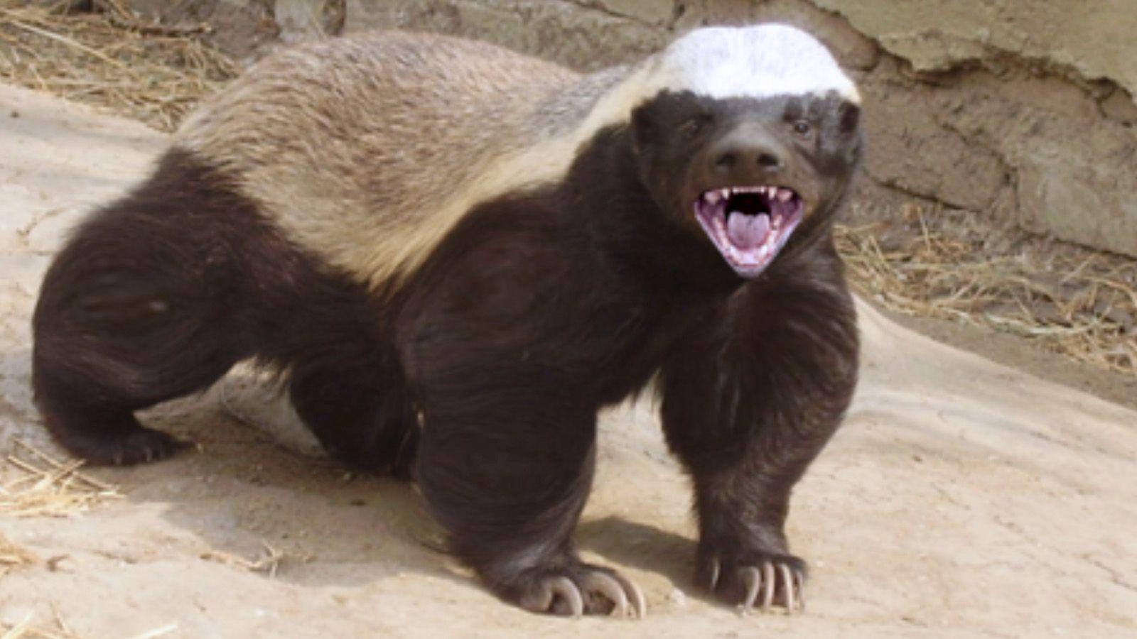 Honey Badger Wallpaper