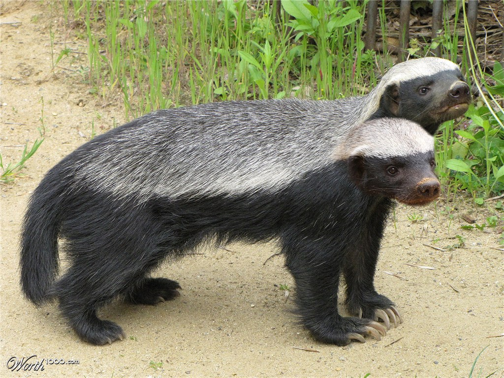 Honey Badger Picture