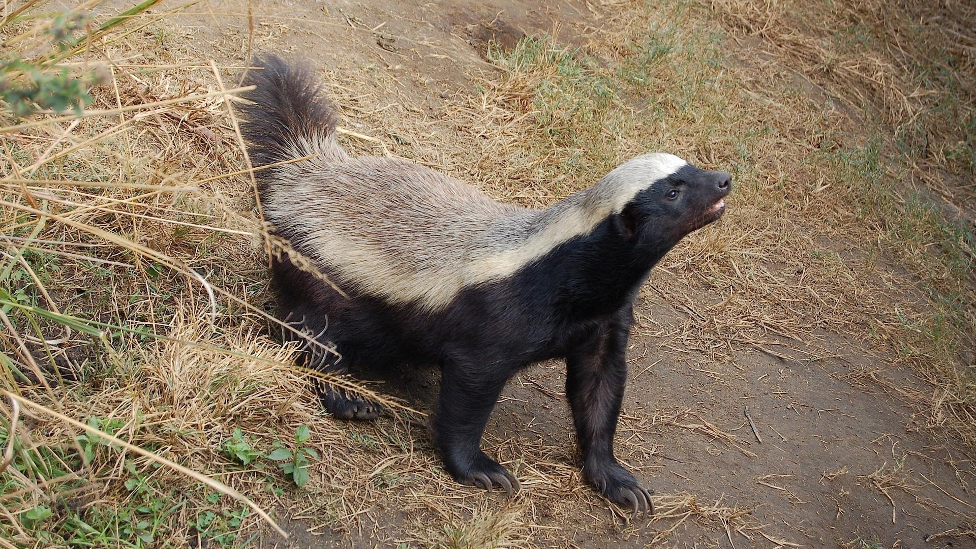 Honey Badger Wallpaper 1080p