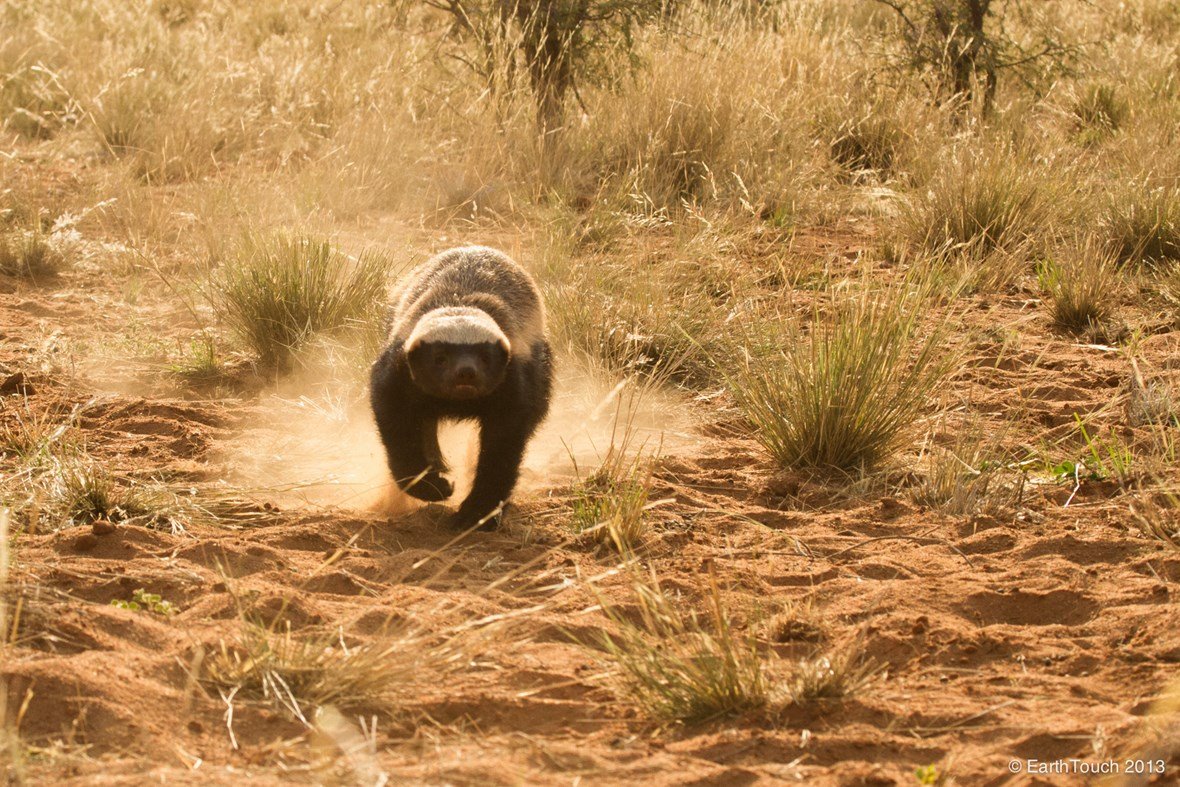 Honey Badger Wallpaper 76721