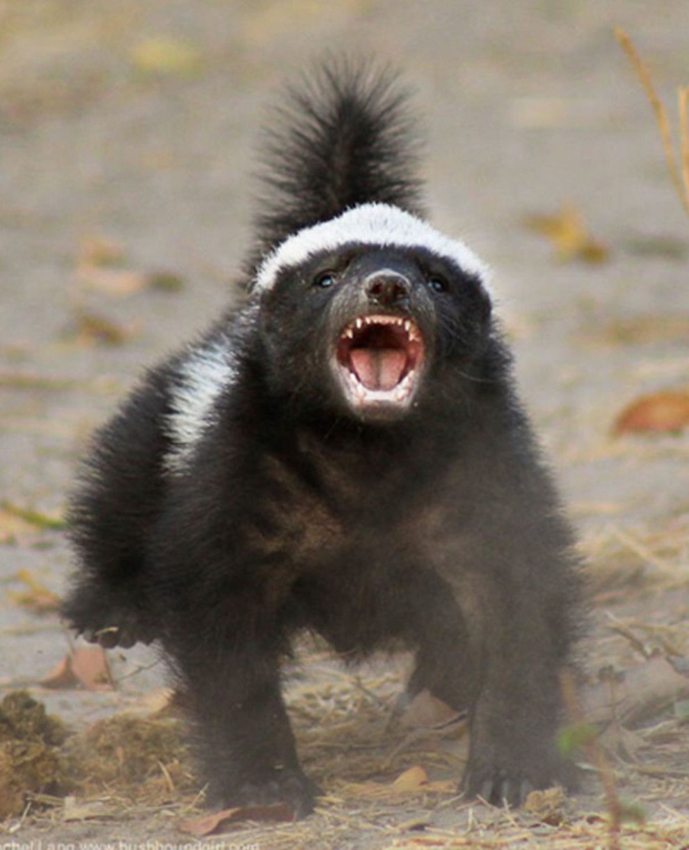 (and Only) Reasons Why The Honey Badger Should Be Your Spirit Animal. Honey badger, Your spirit animal, Animals