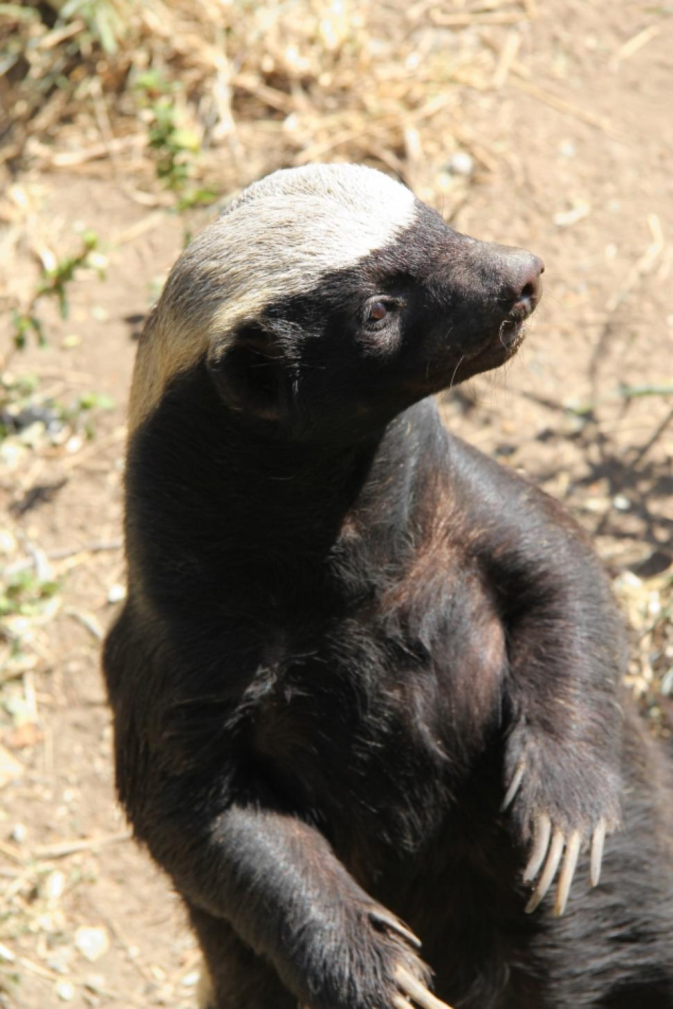 Honey Badger Picture