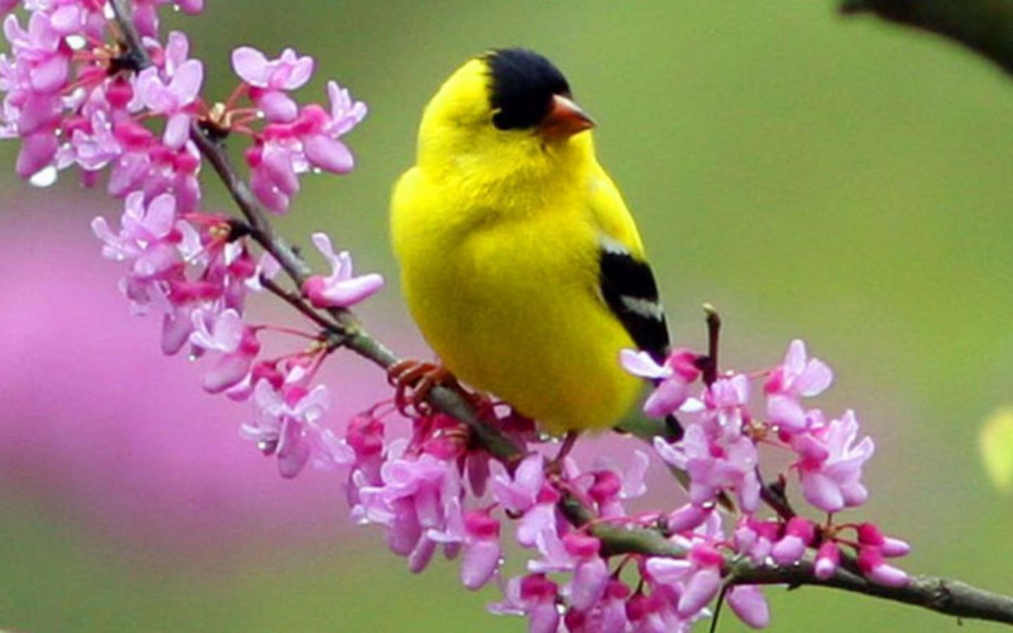Yellow Bird Spring wallpaper in 1440x900 resolution