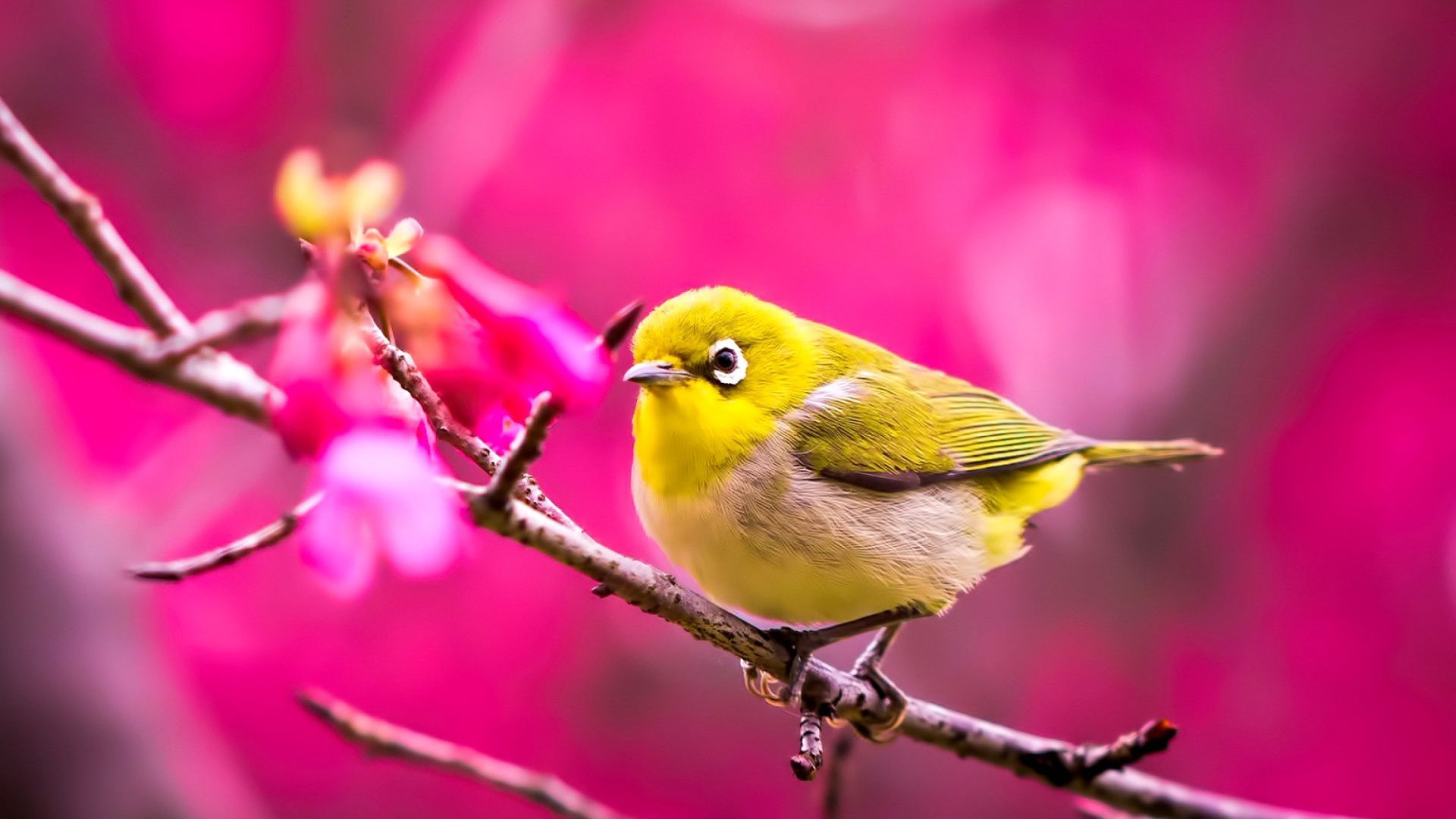 Yellow Birds Wallpapers - Wallpaper Cave