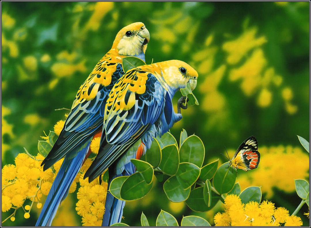 Free download Beautiful Birds Wallpaper For Laptop Jpg Beautiful Yellow Birds [1080x794] for your Desktop, Mobile & Tablet. Explore Birde Wallpaper