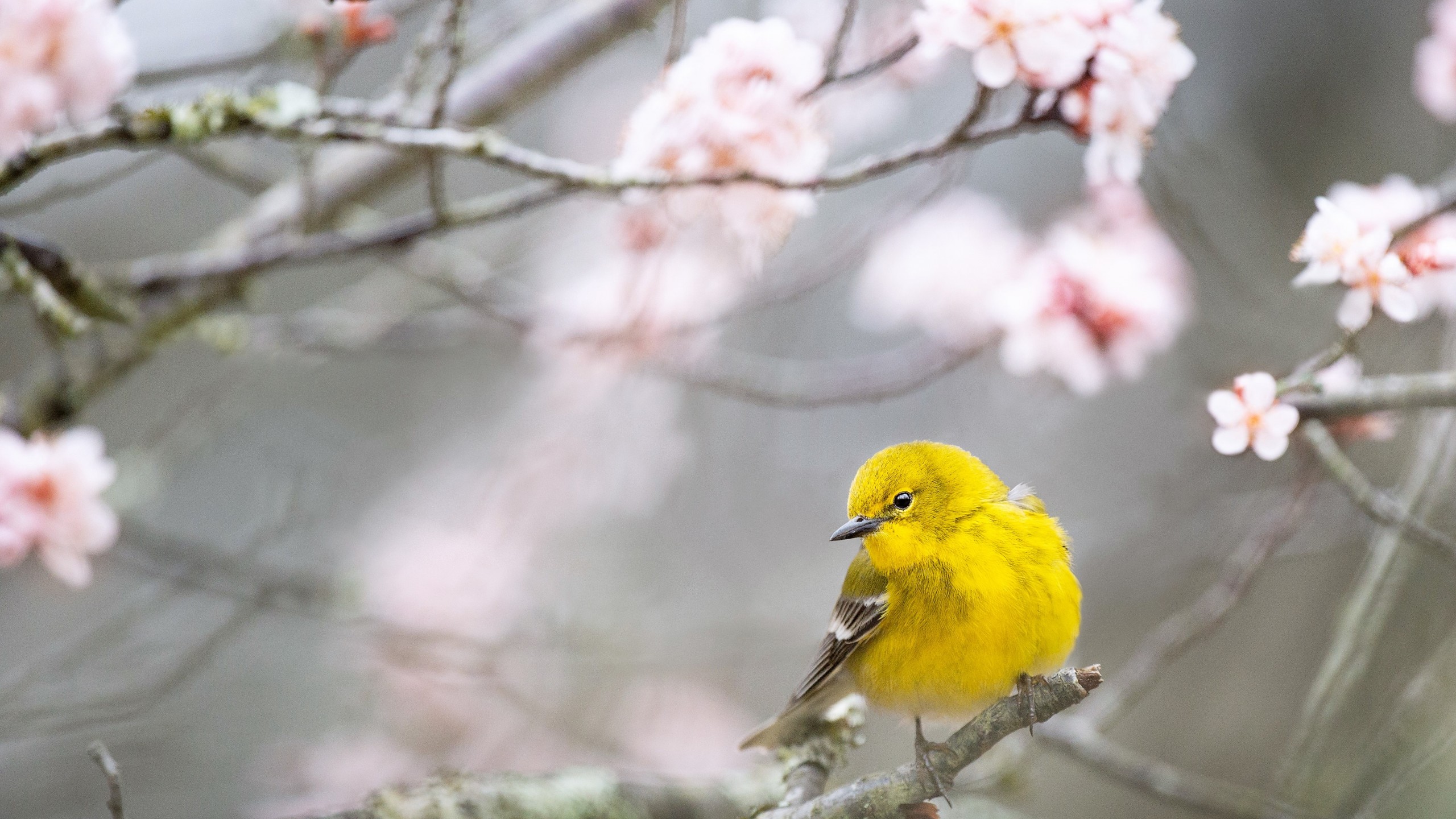 Yellow Birds Wallpapers - Wallpaper Cave