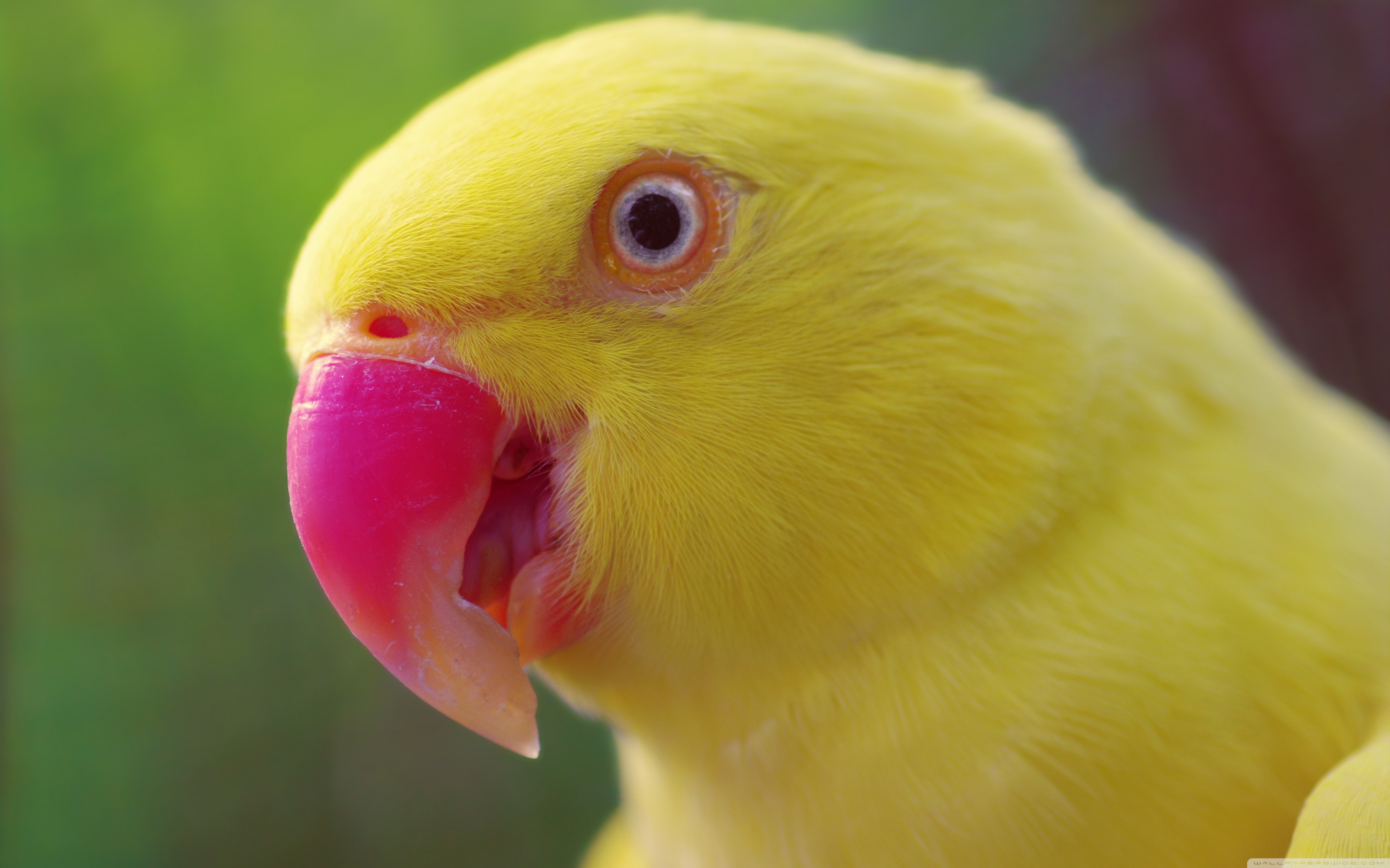 Yellow Parrot Ultra HD Desktop Background Wallpaper for 4K UHD TV, Tablet