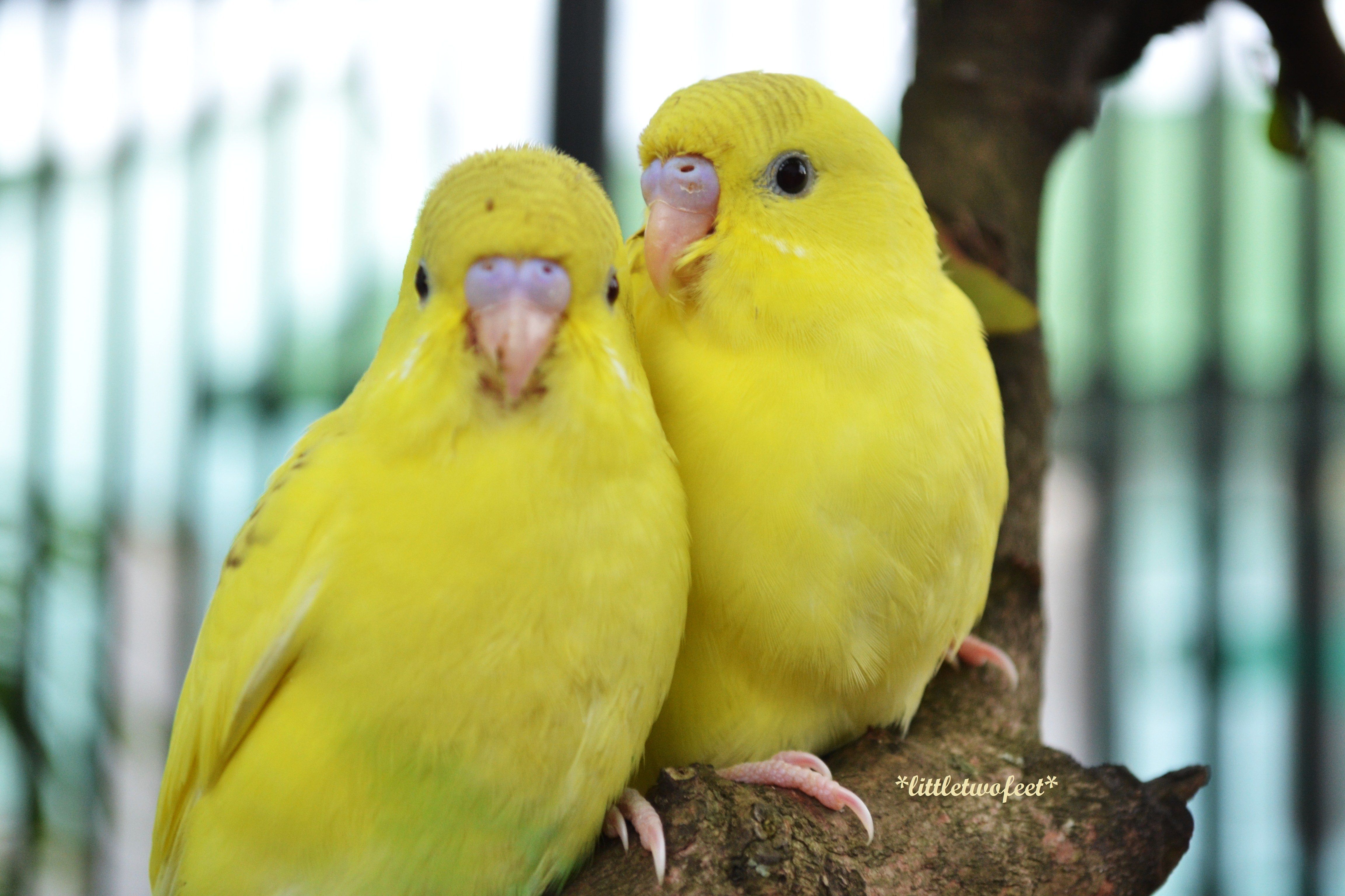 Free Live Wallpaper for Android Yellow Birds Wallpaper. HD cute wallpaper, Free live wallpaper, Best wallpaper hd