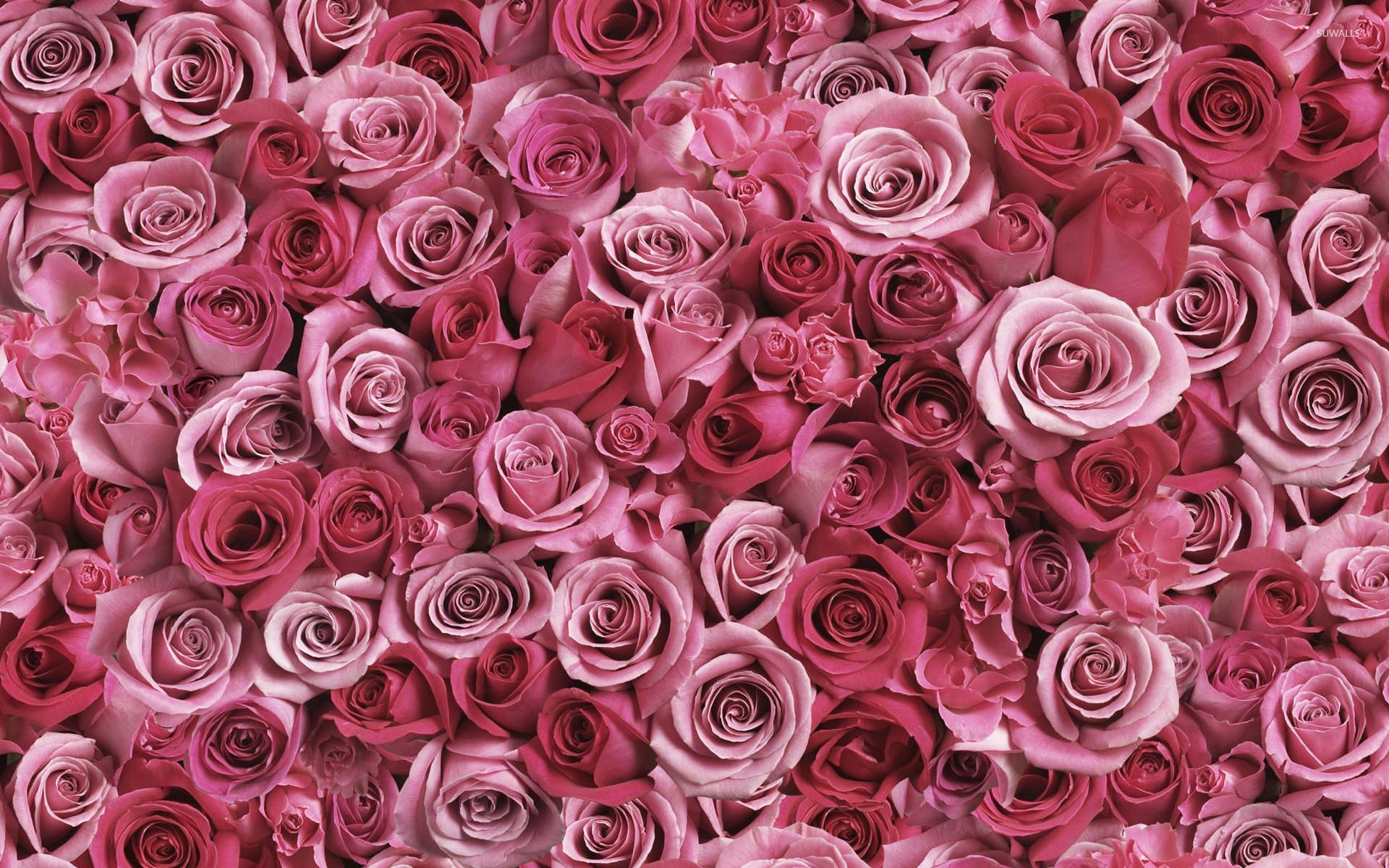 Pink Roses Wallpaper Free Pink Roses Background