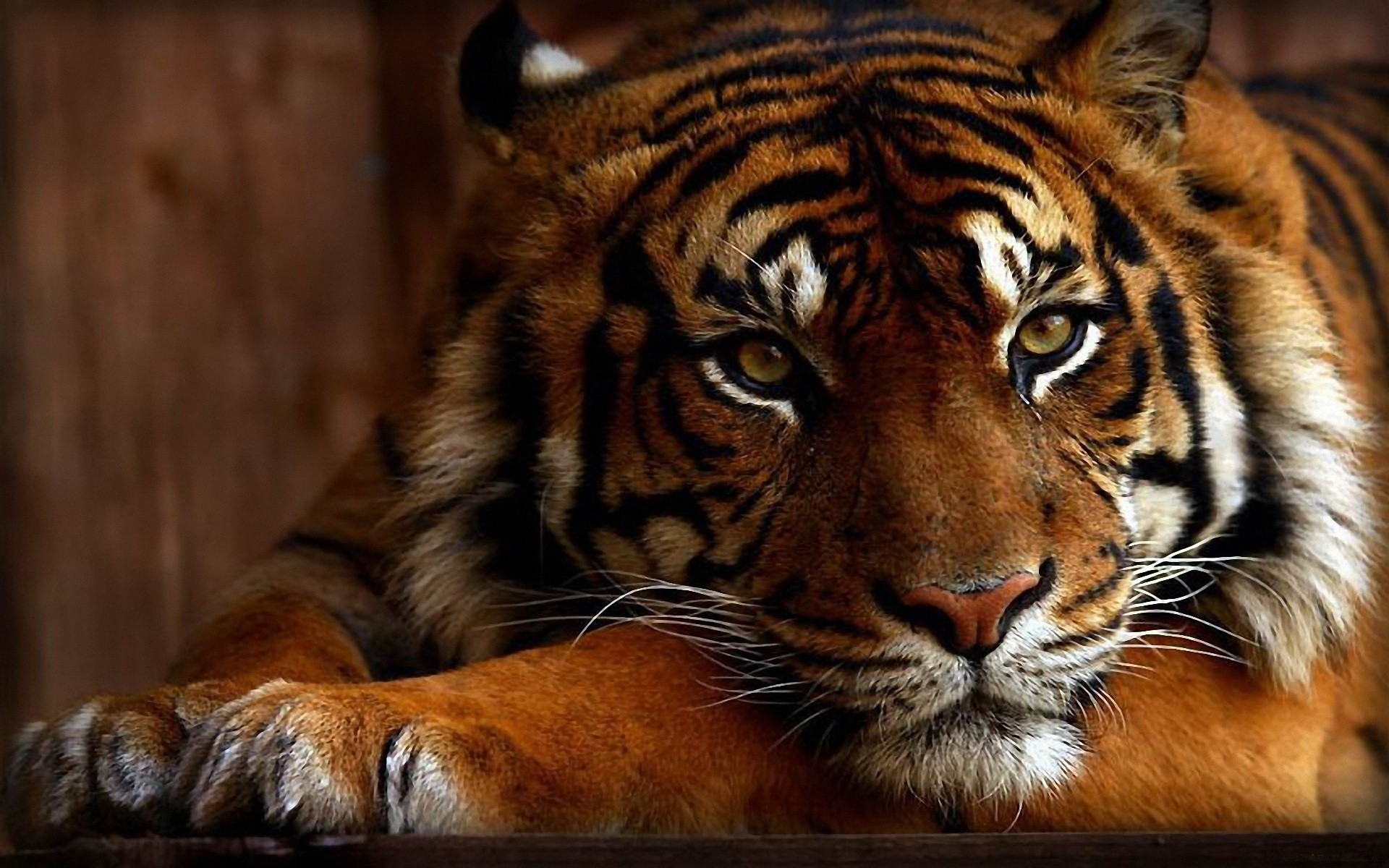Tiger HD Wallpaper and Background
