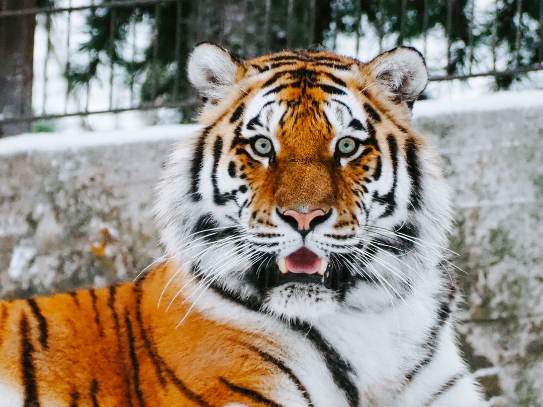 Tiger Picture. Download Free Image
