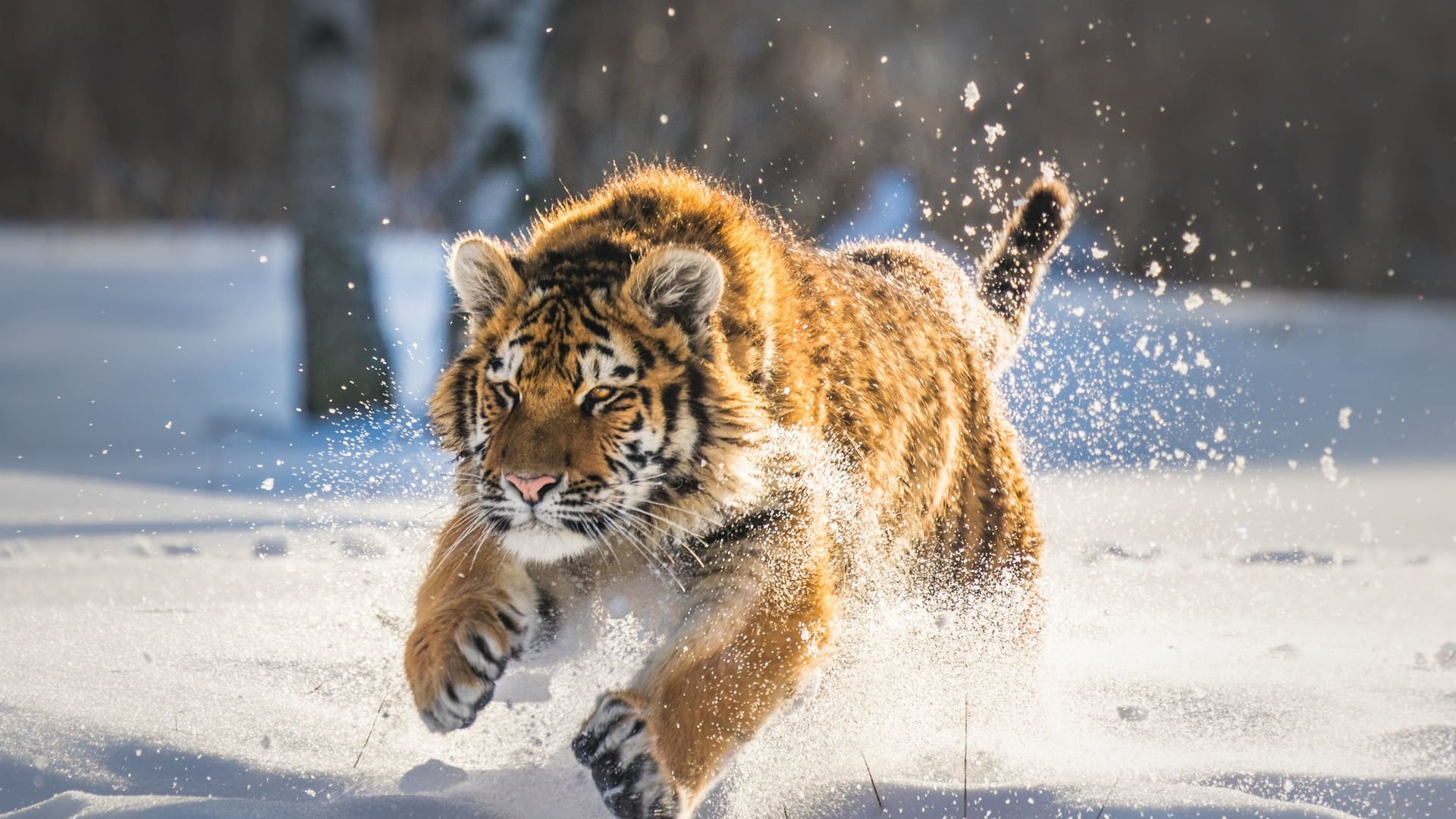 Tiger Wallpaper, Top Free Tiger Background, Picture & Image Download