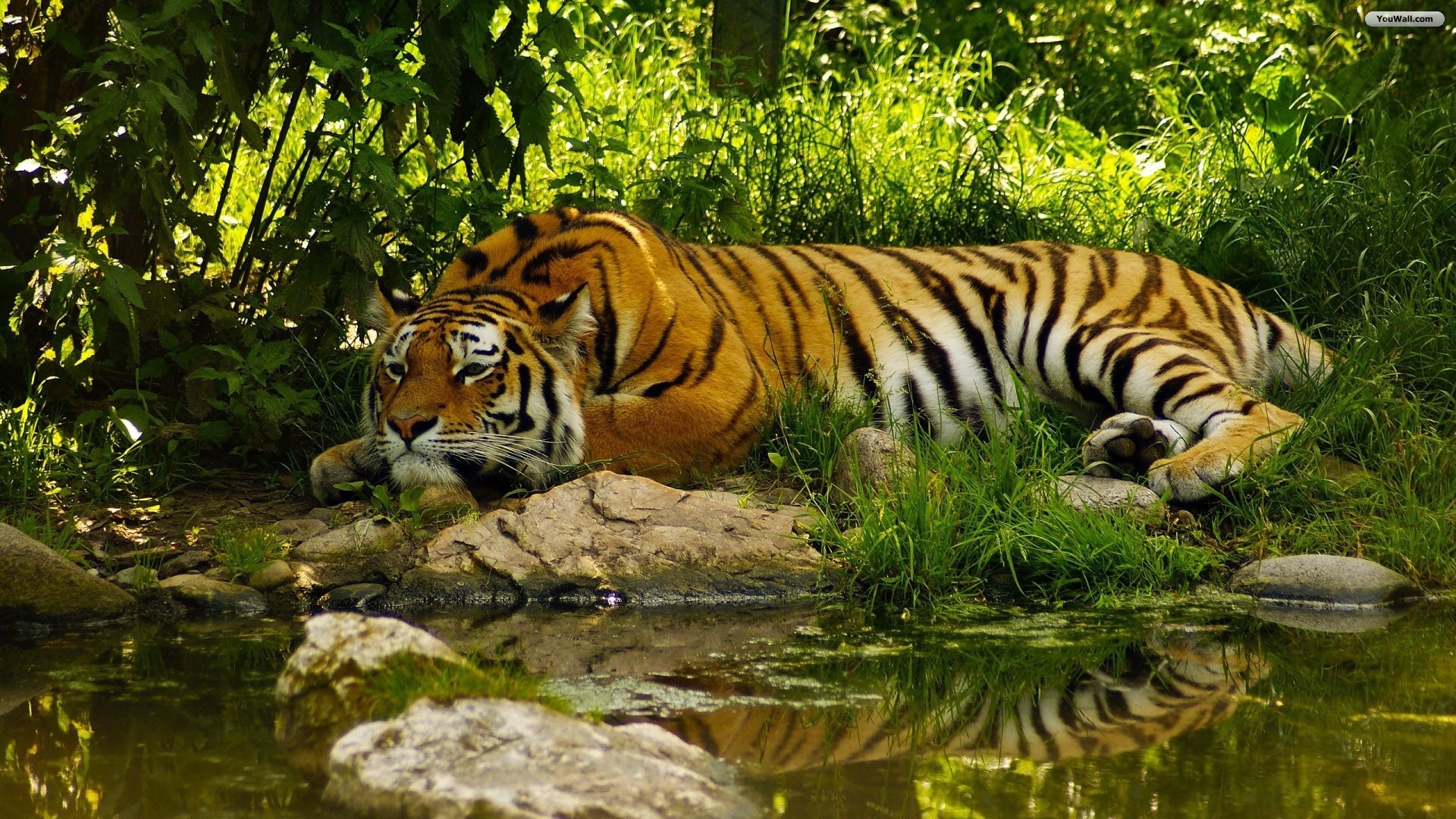 Tiger Wallpaper Desktop