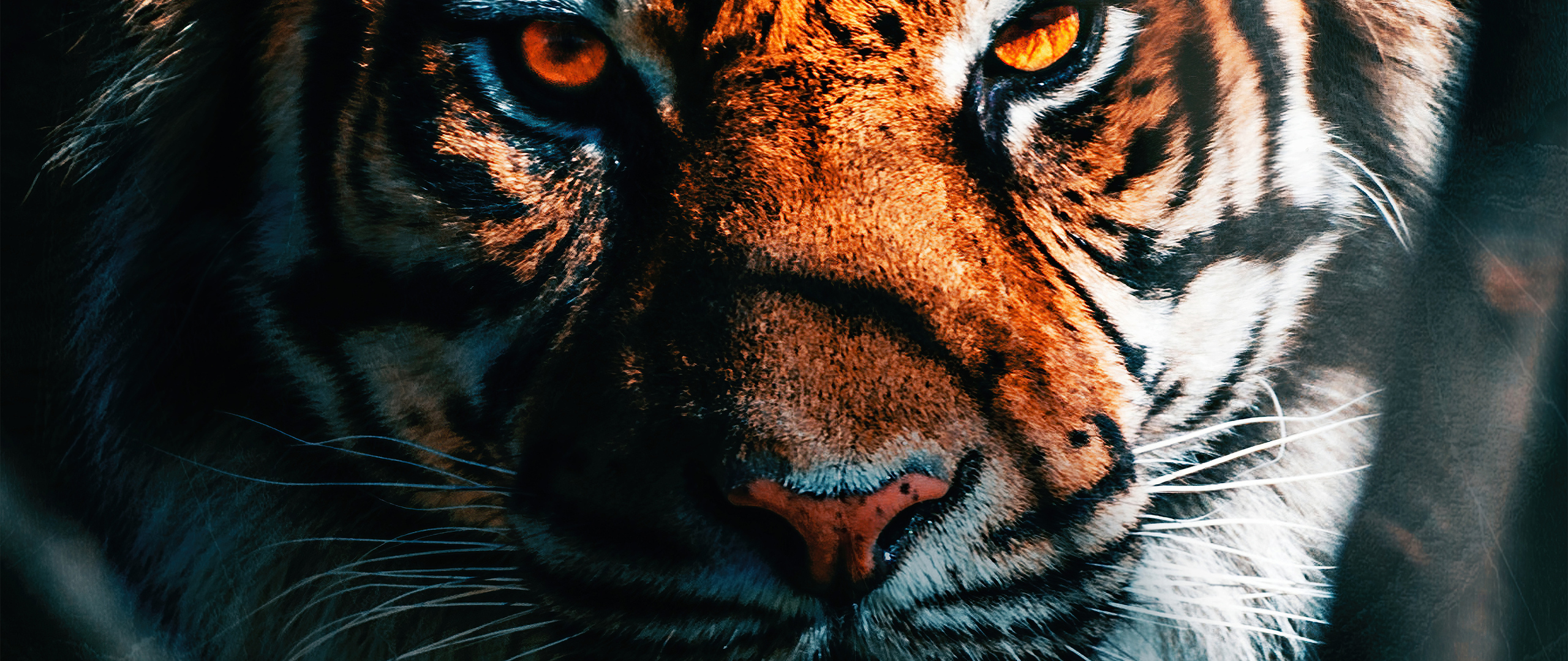 Tiger Close Up 2560x1080 Resolution HD 4k Wallpaper, Image, Background, Photo and Picture