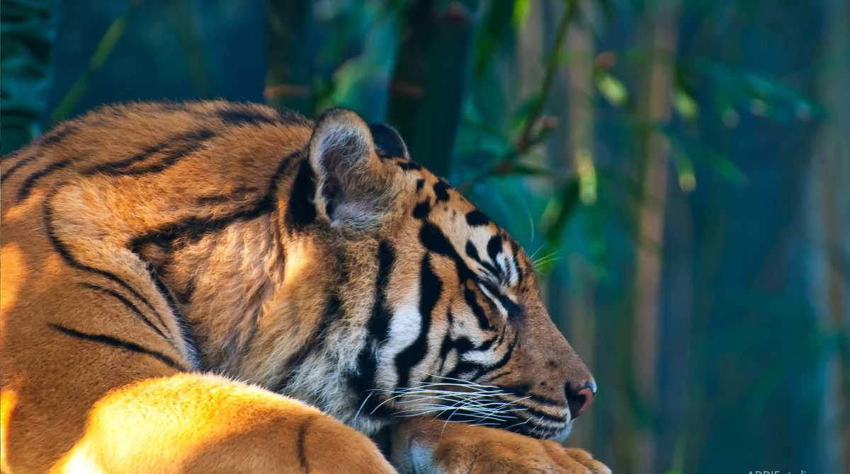 HD 4K tiger Desktop Wallpaper