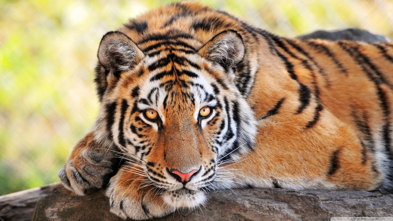 Tiger wallpaper 1366x768 (laptop) desktop background
