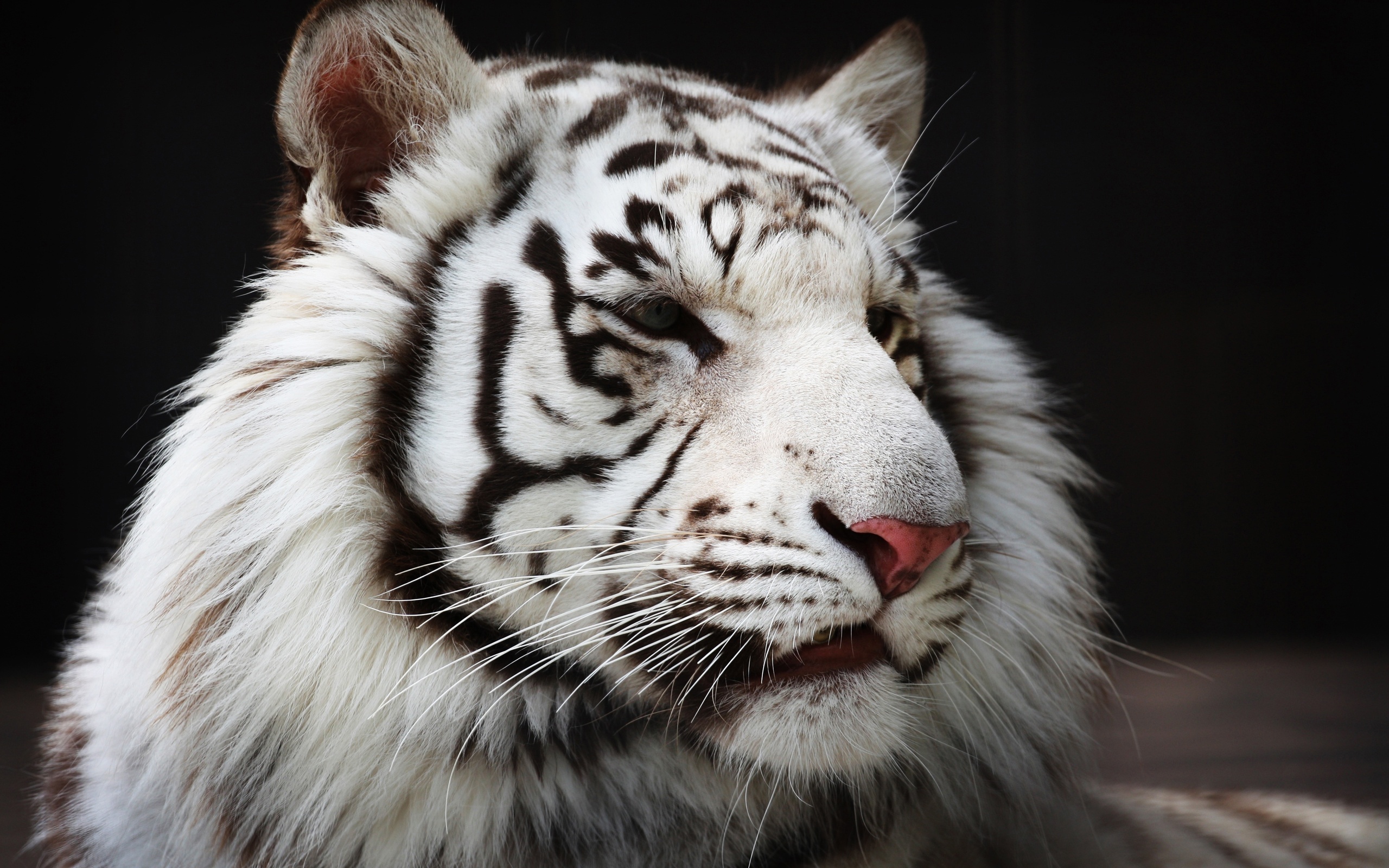 Free Download White Tiger Background