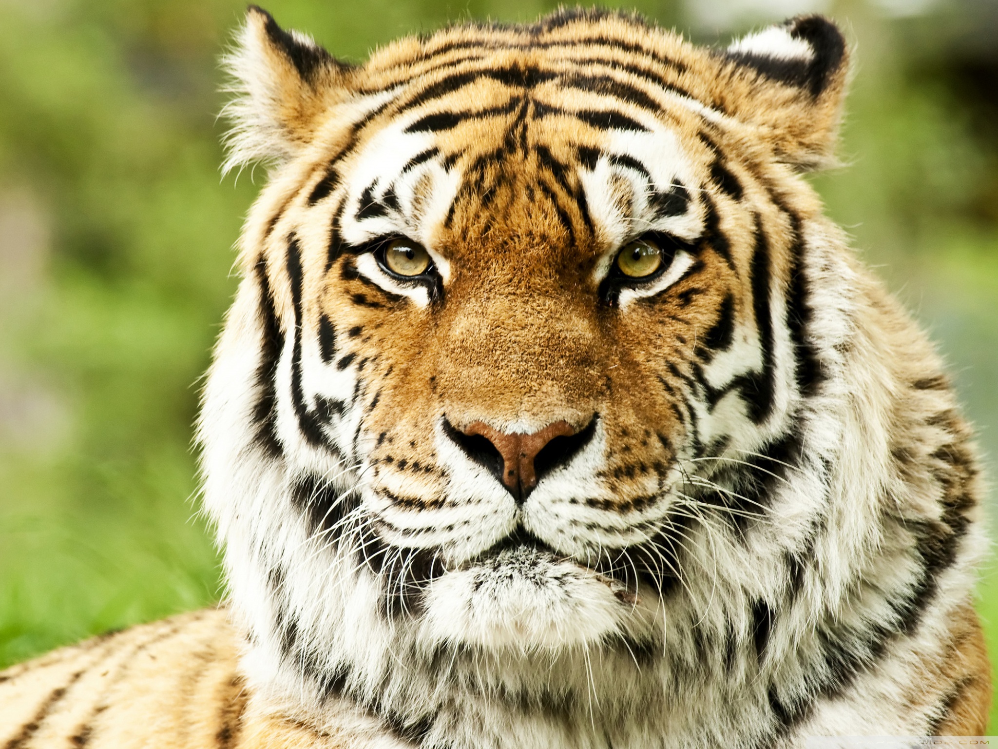 Wild Siberian Tiger Ultra HD Desktop Background Wallpaper for: Tablet