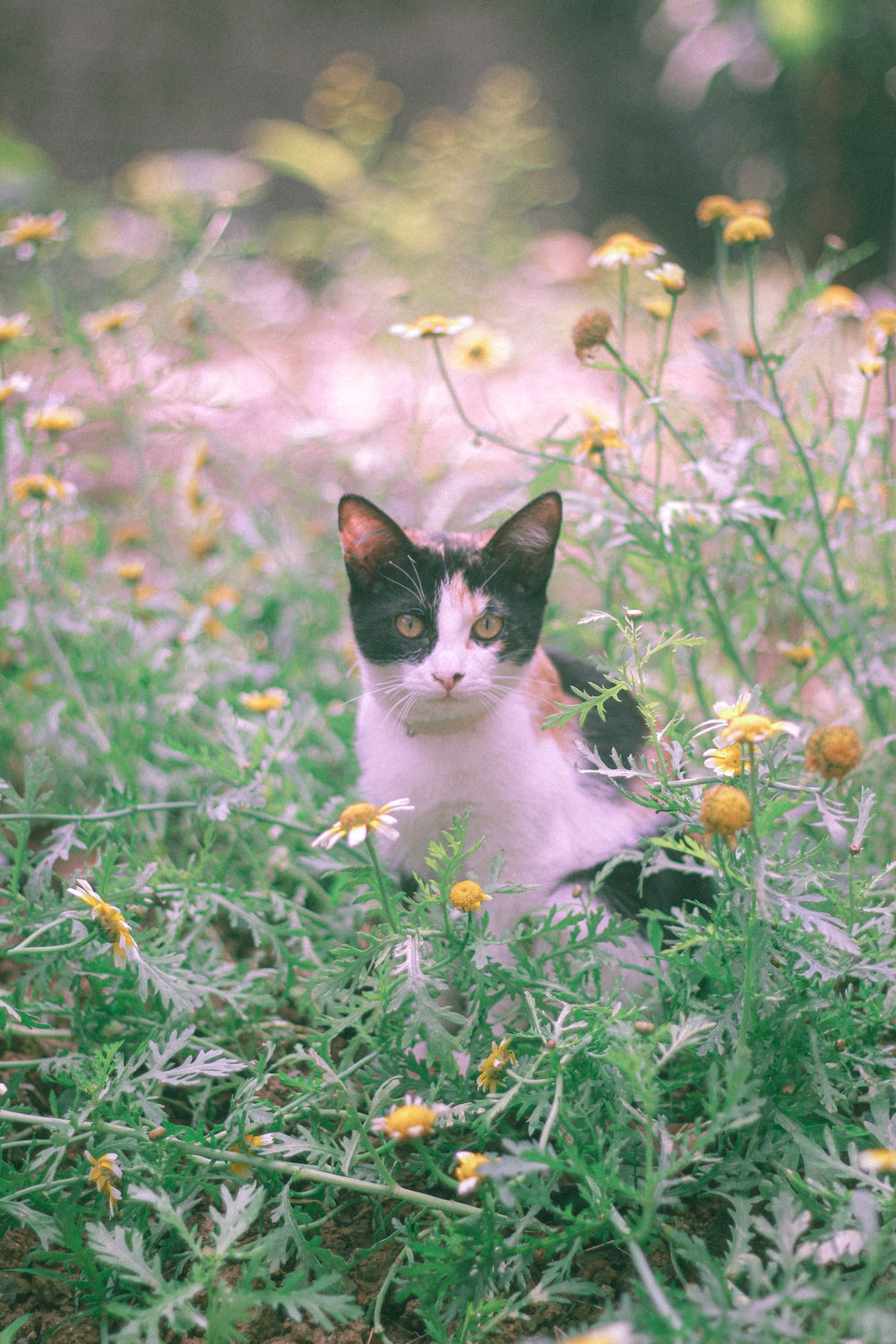 Cat Flowers Picture. Download Free Image