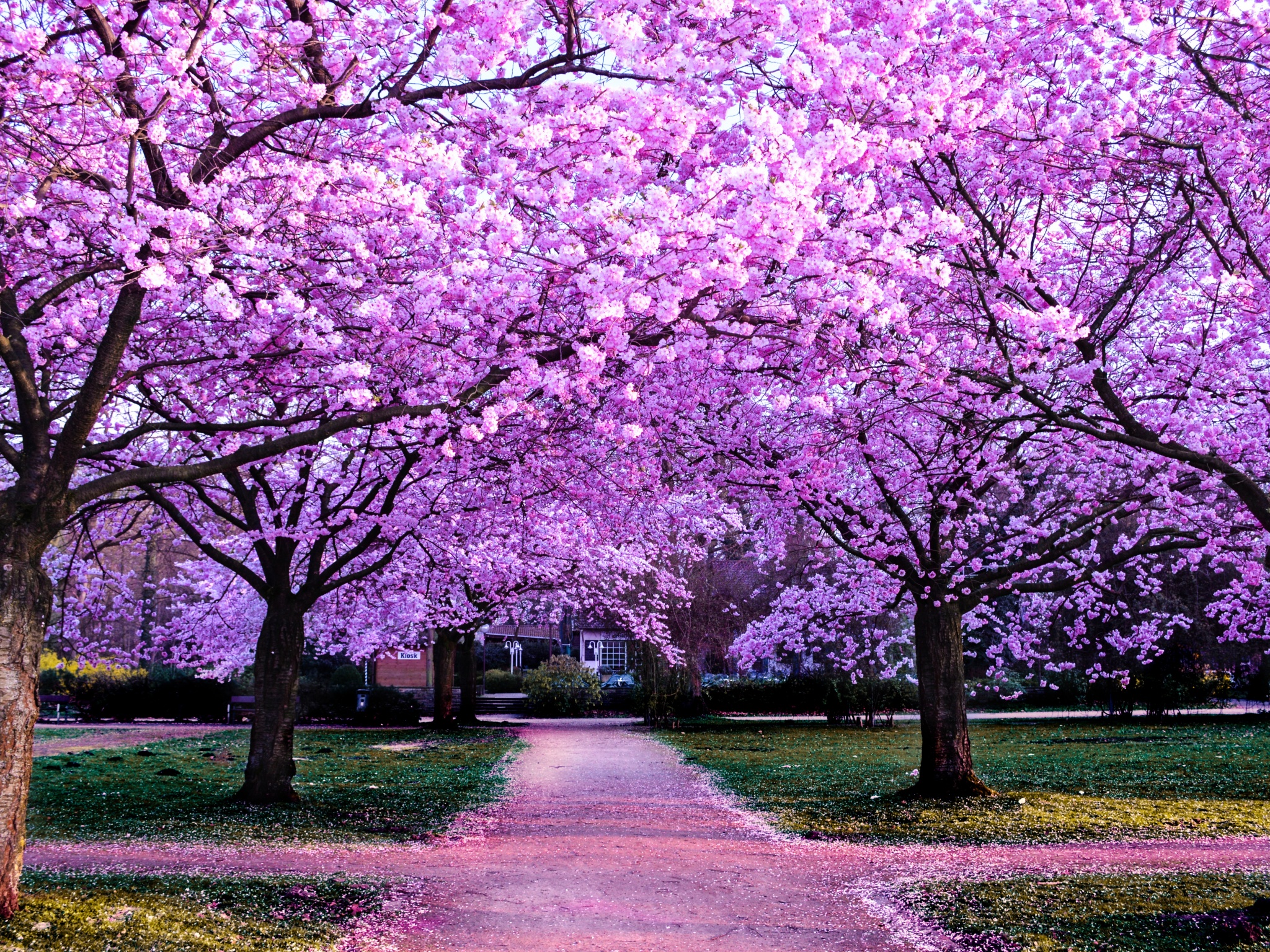 Cherry Blossom Trees Wallpaper 4K, Purple Flowers, Pathway, Park, Floral, Colorful, Nature