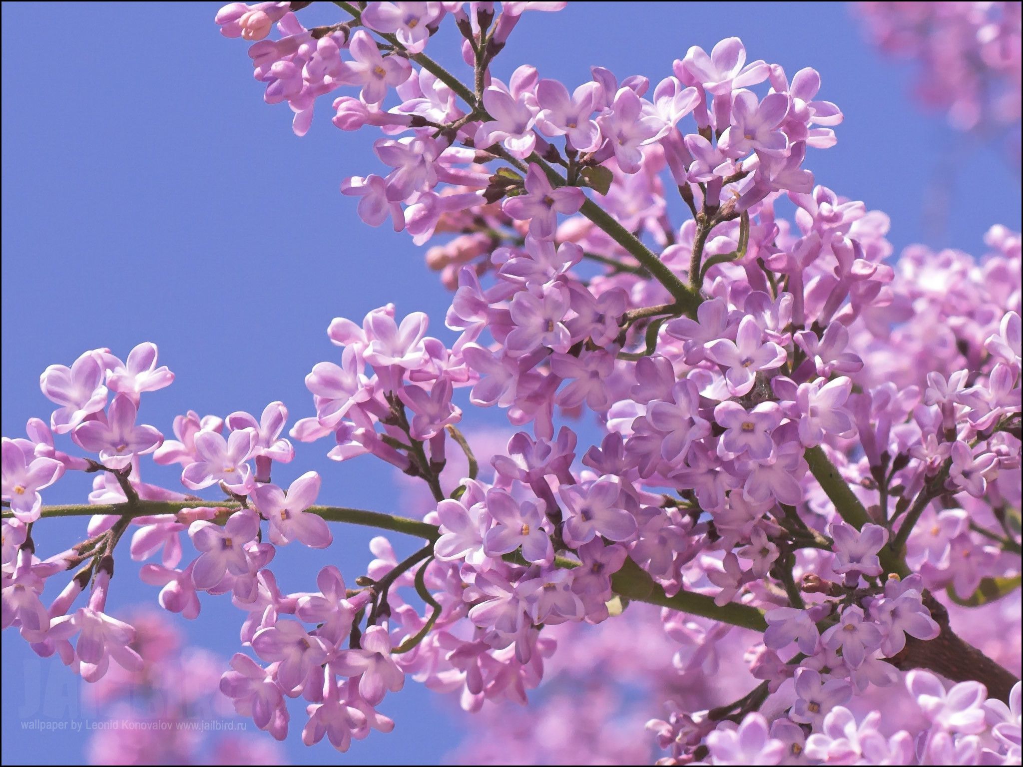 Lilac Tree Wallpaper