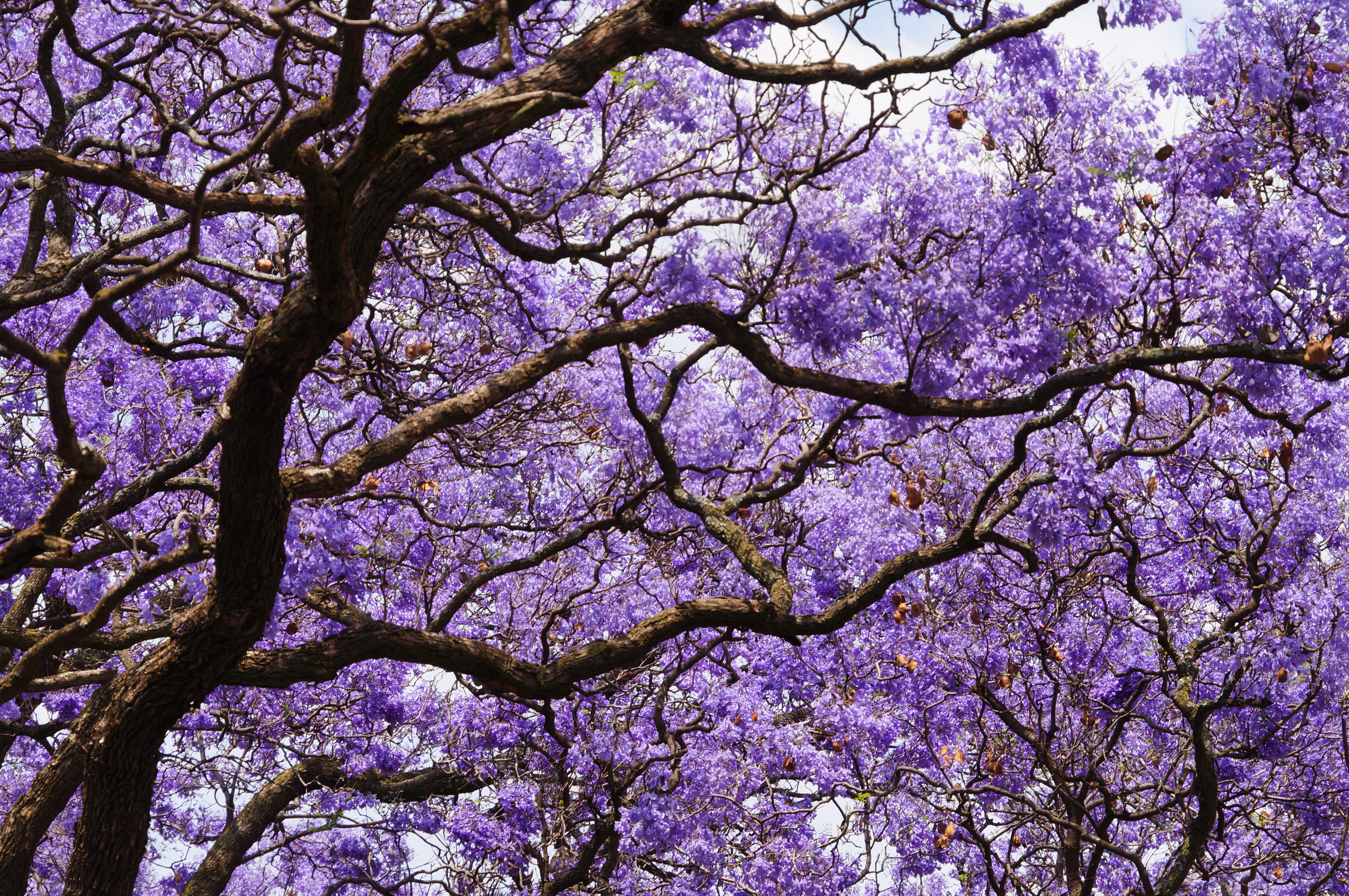Jacaranda tree season: purple bloom to be seen throughout California
