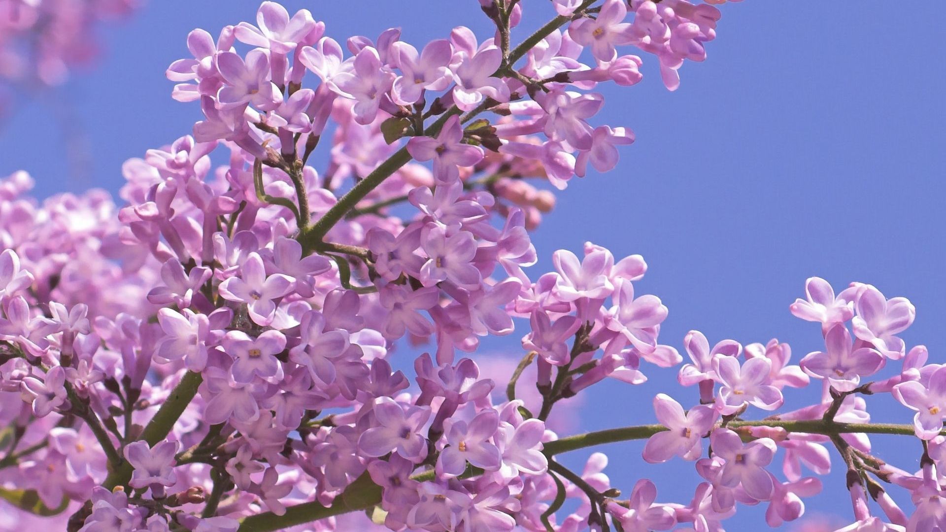 Lilac Tree Wallpaper