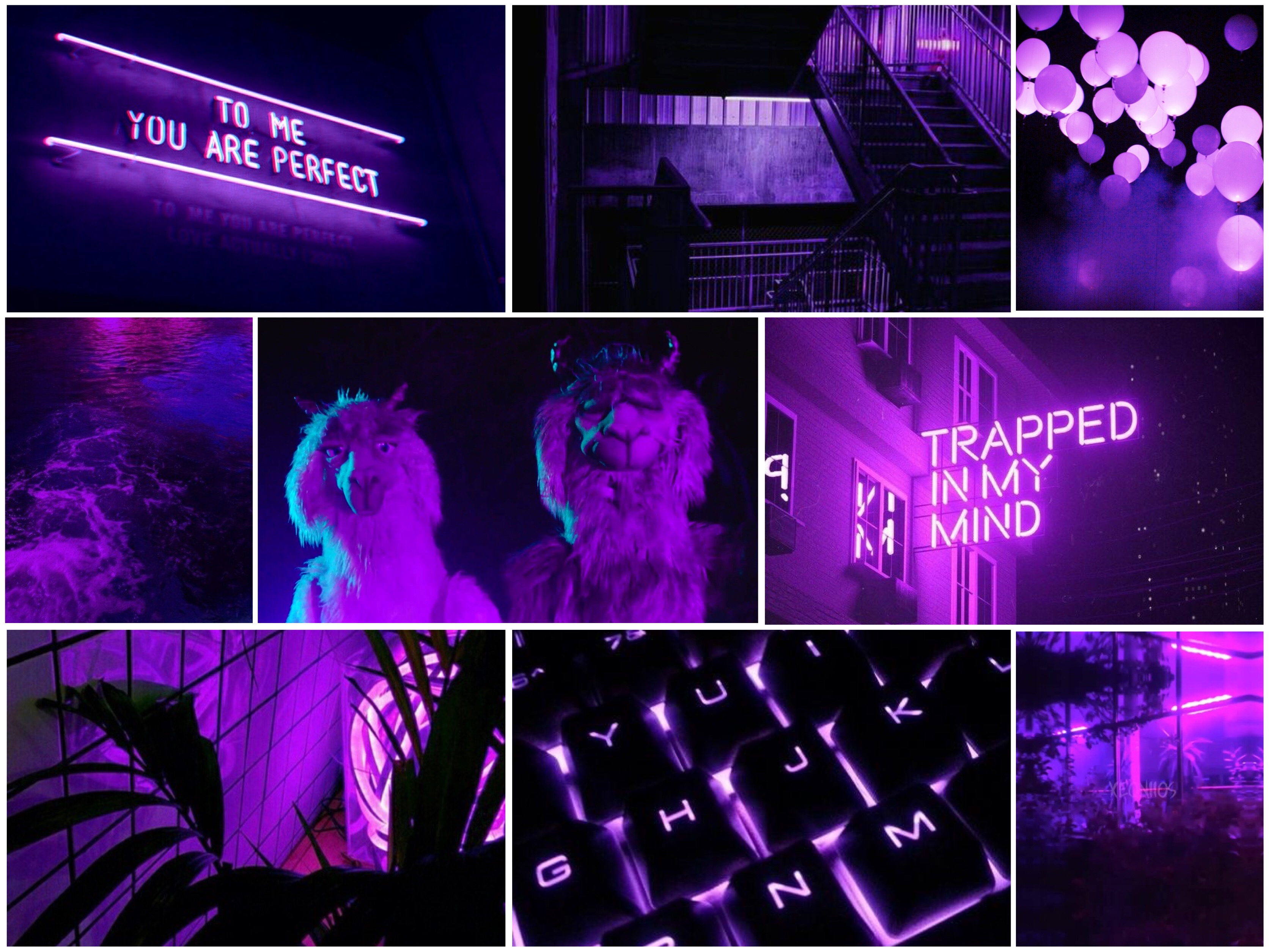 falloutboy mania purple 272384543024201