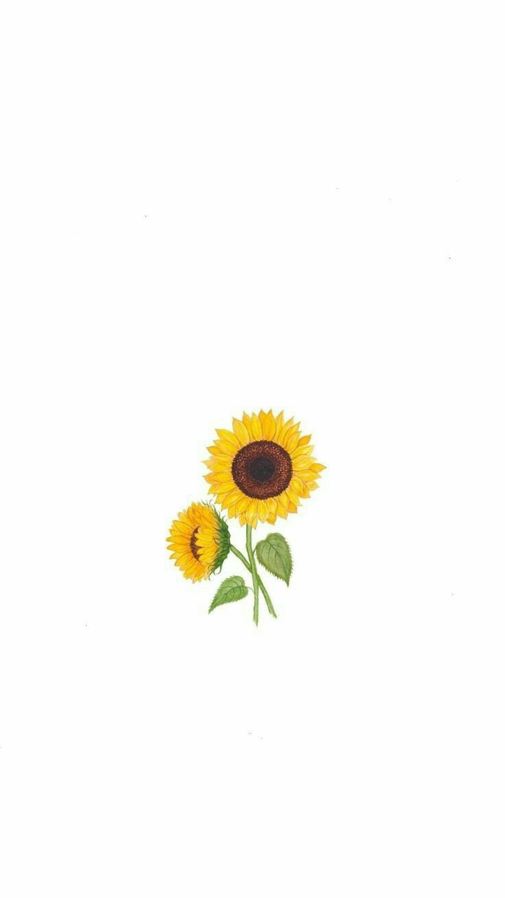 Sunflower Minimalist Wallpaper Free Sunflower Minimalist Background