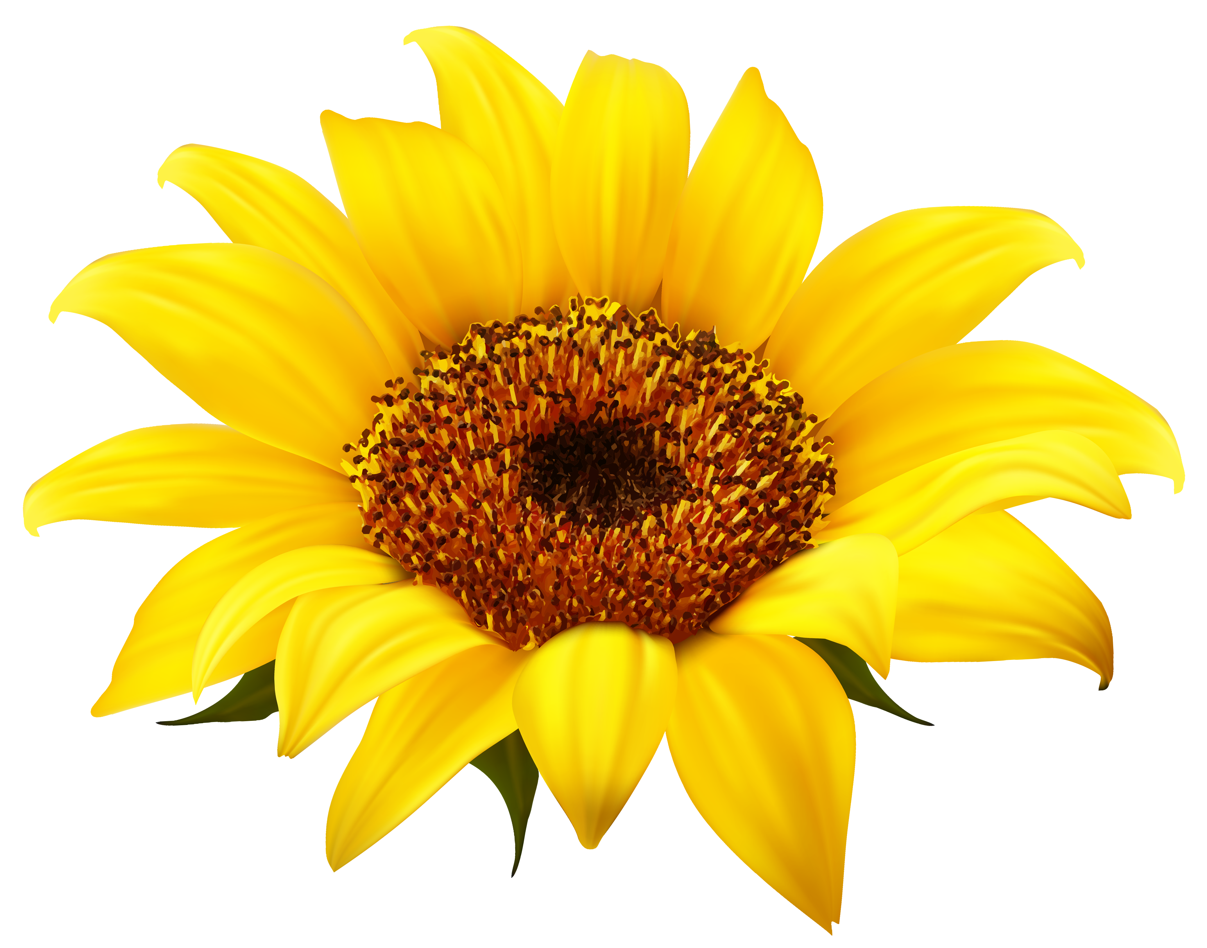 Sunflower Clipart PNG Image​-Quality Free Image and Transparent PNG Clipart
