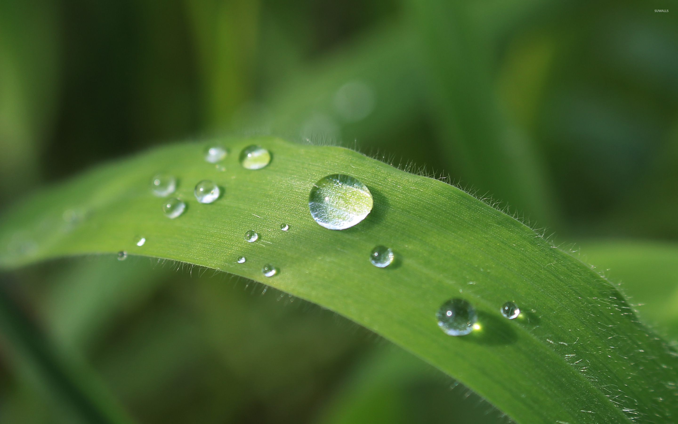 Rain droplets on a leaf wallpaper wallpaper