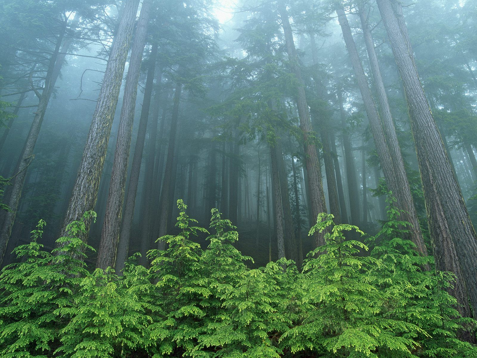 Evergreen Forest Wallpaper Free Evergreen Forest Background
