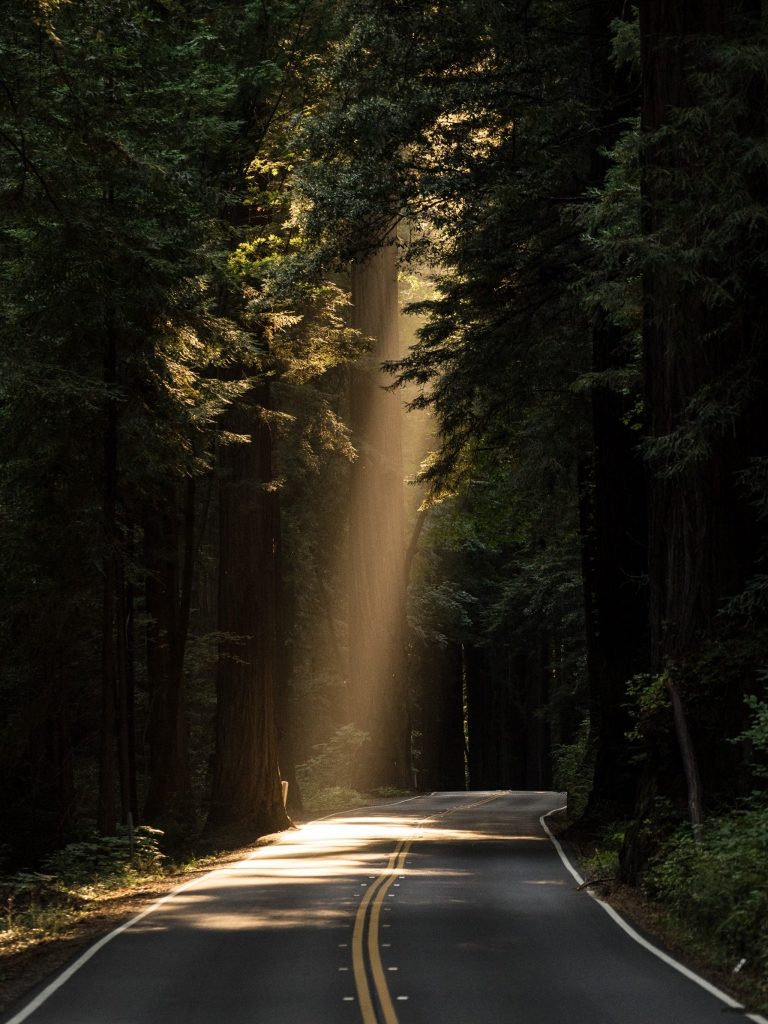 Conifer Daylight Evergreen Forest Highway Wallpaper - [1536x2048]