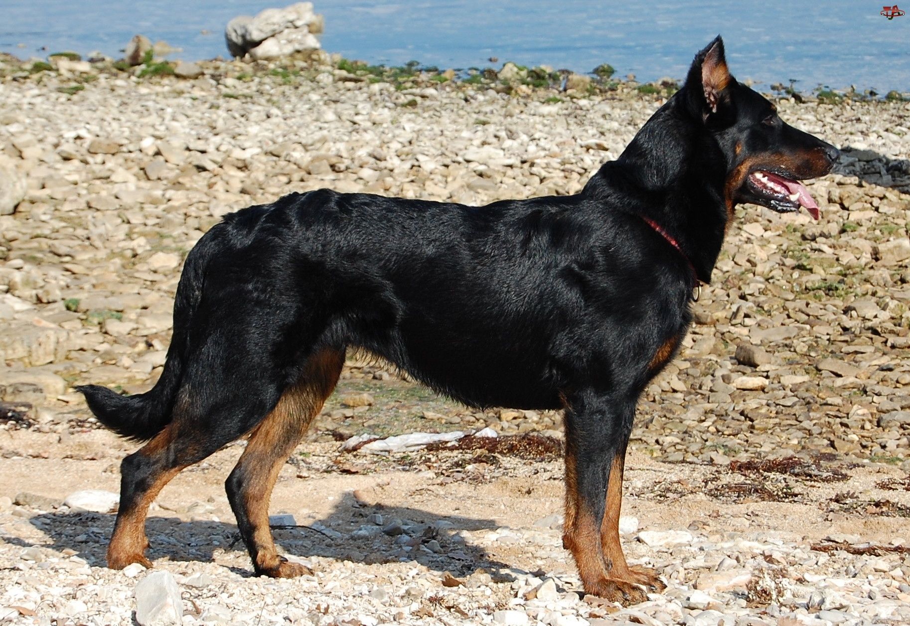 Beauceron dog on the beach photo. Dog breeds, Austrailian cattle dog, Beauceron
