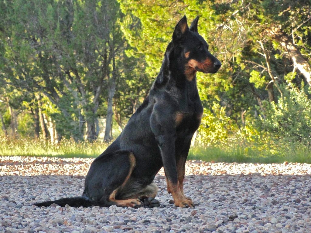 Beauceron Dog Wallpapers - Wallpaper Cave
