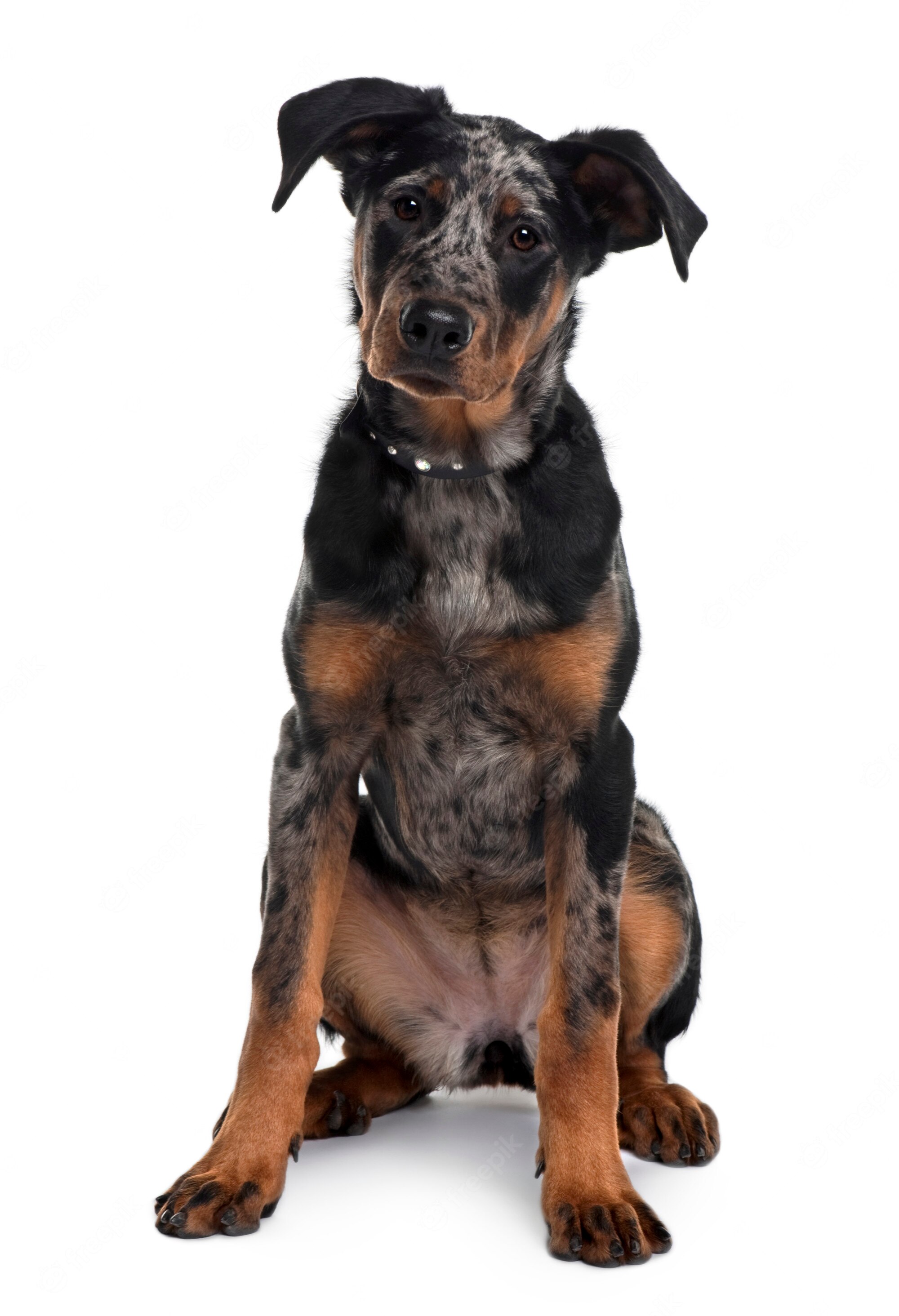 Beauceron Puppy Image. Free Vectors, & PSD