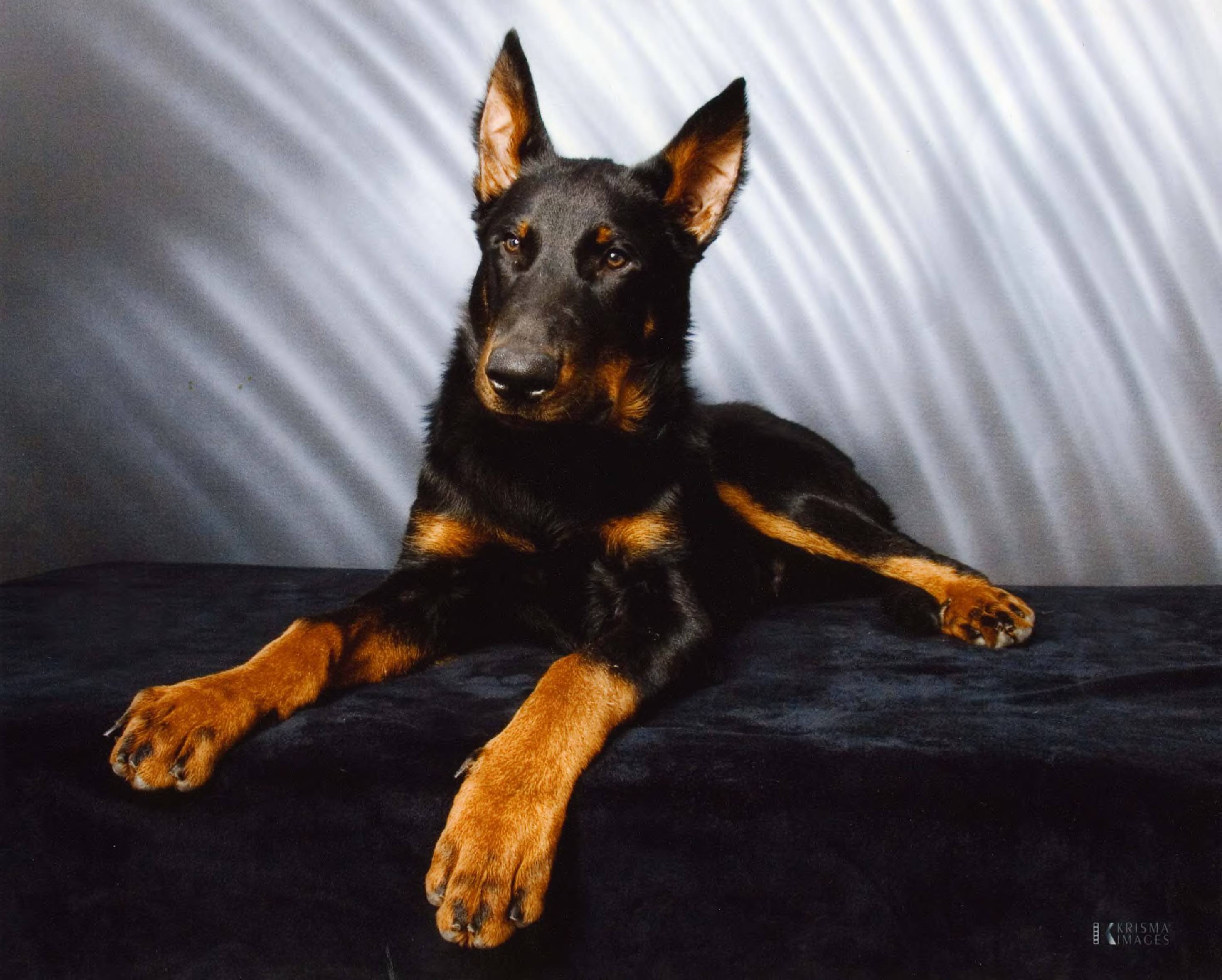 Cyrano. Mes Yeux Vigilants Beaucerons