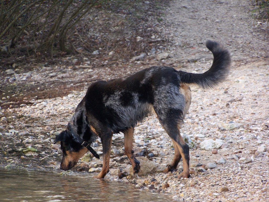 Beauceron Dog Every Time