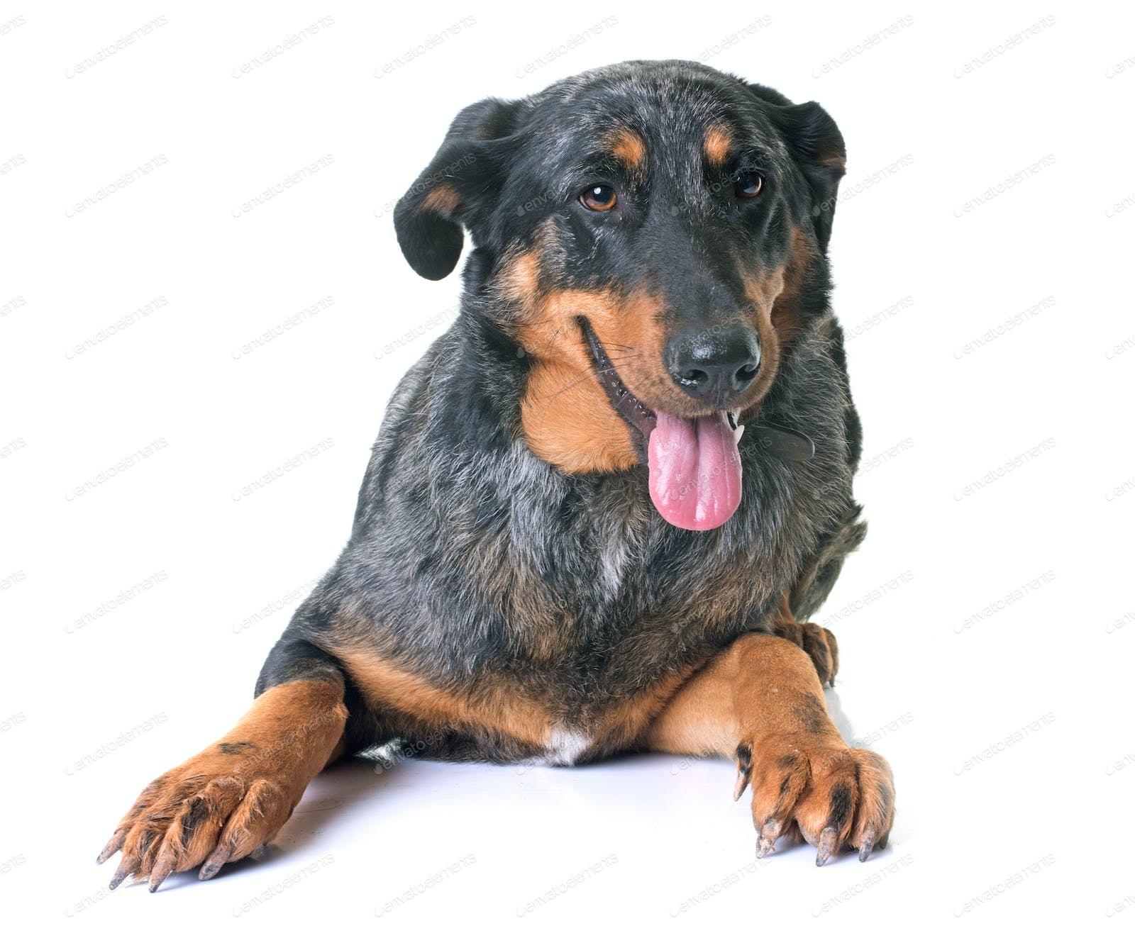 beauceron dog in studio photo by cynoclub on Envato Elements