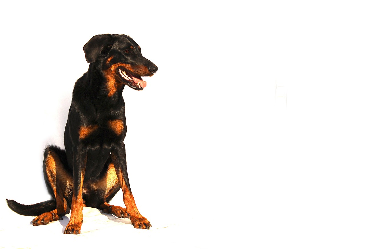 Beauceron Dog Wallpapers - Wallpaper Cave