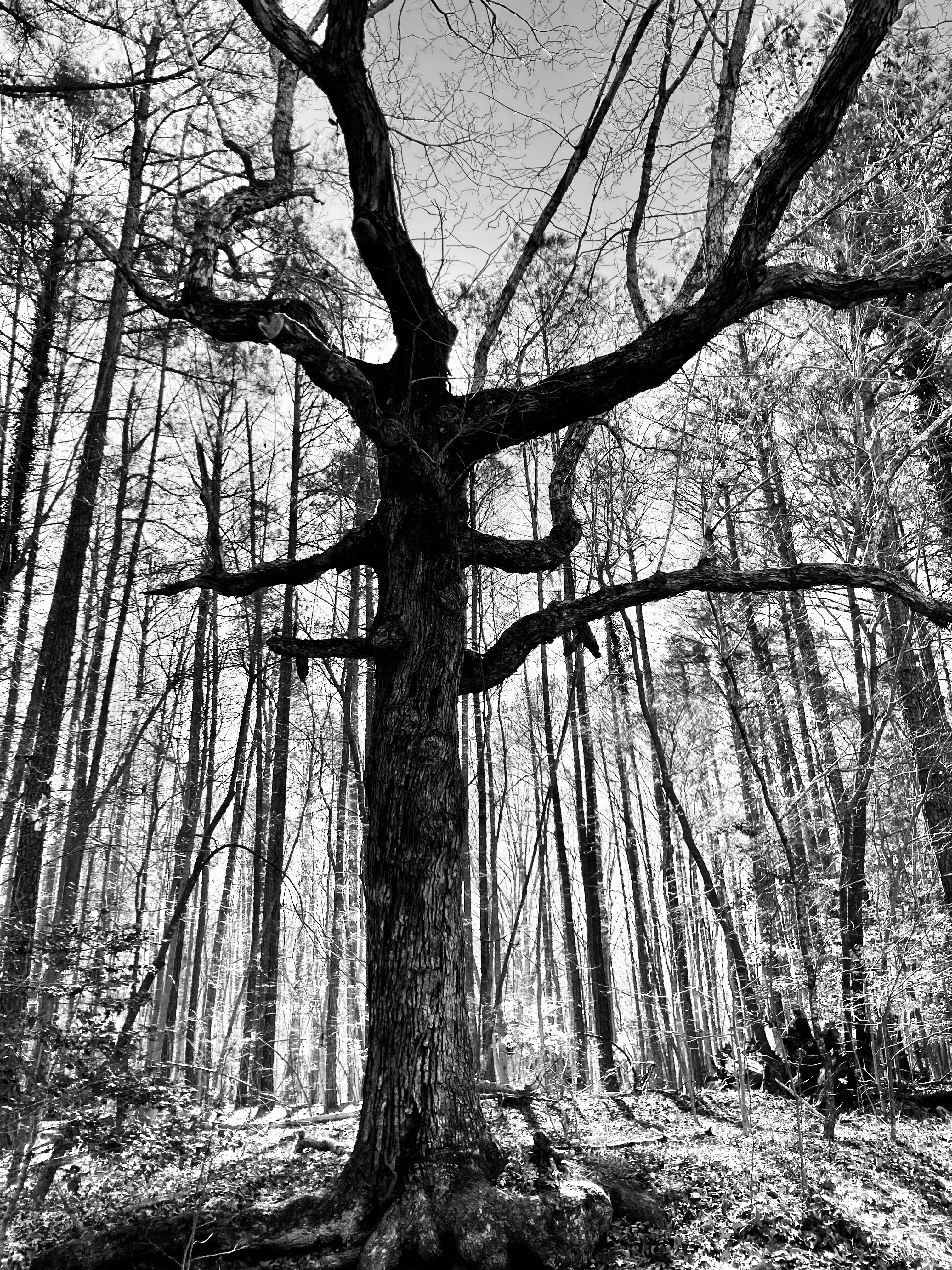 Black and White Winter Photo from Wake Forest